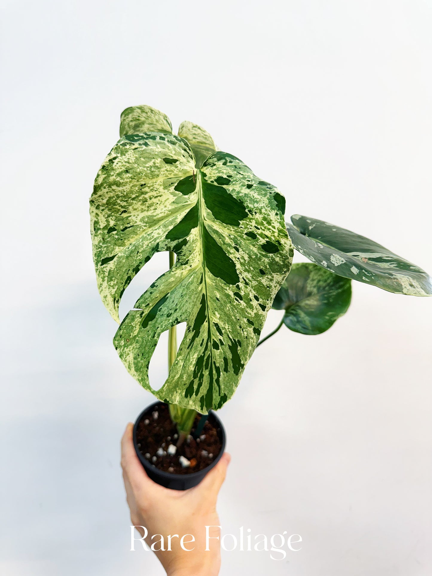 Monstera Vietciosa 4”