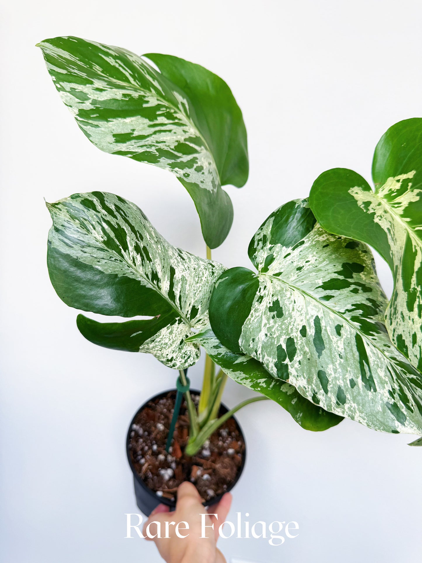 Monstera Vietciosa 6"