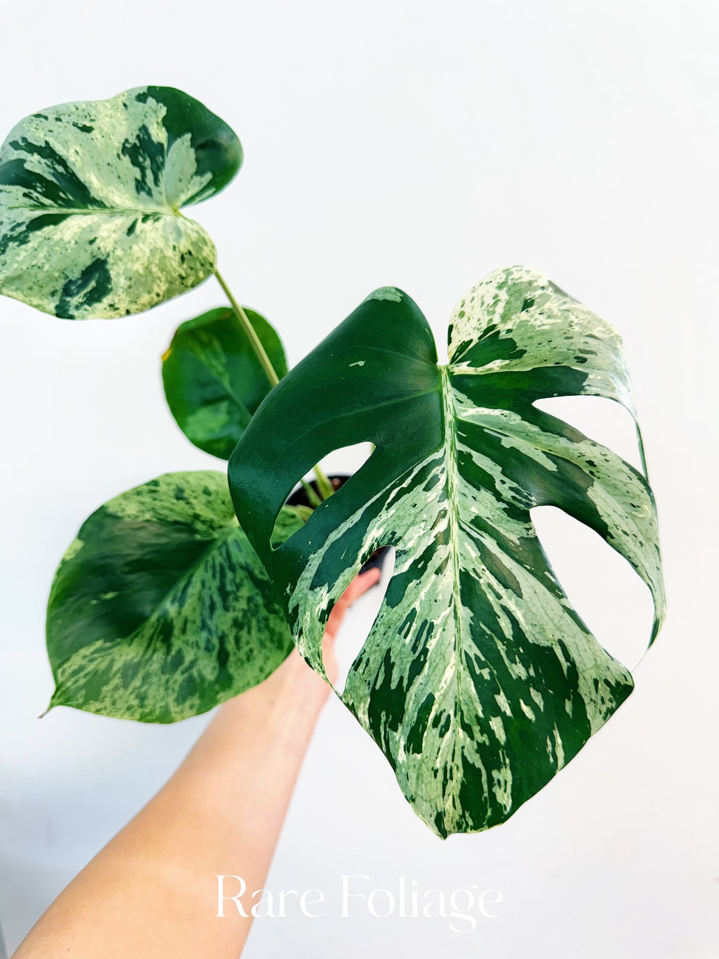 Monstera Vietciosa 4”