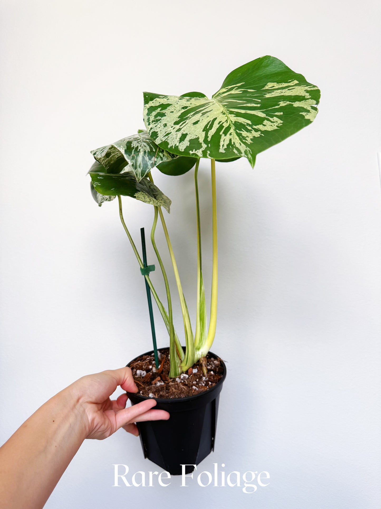 Monstera Vietciosa 6"