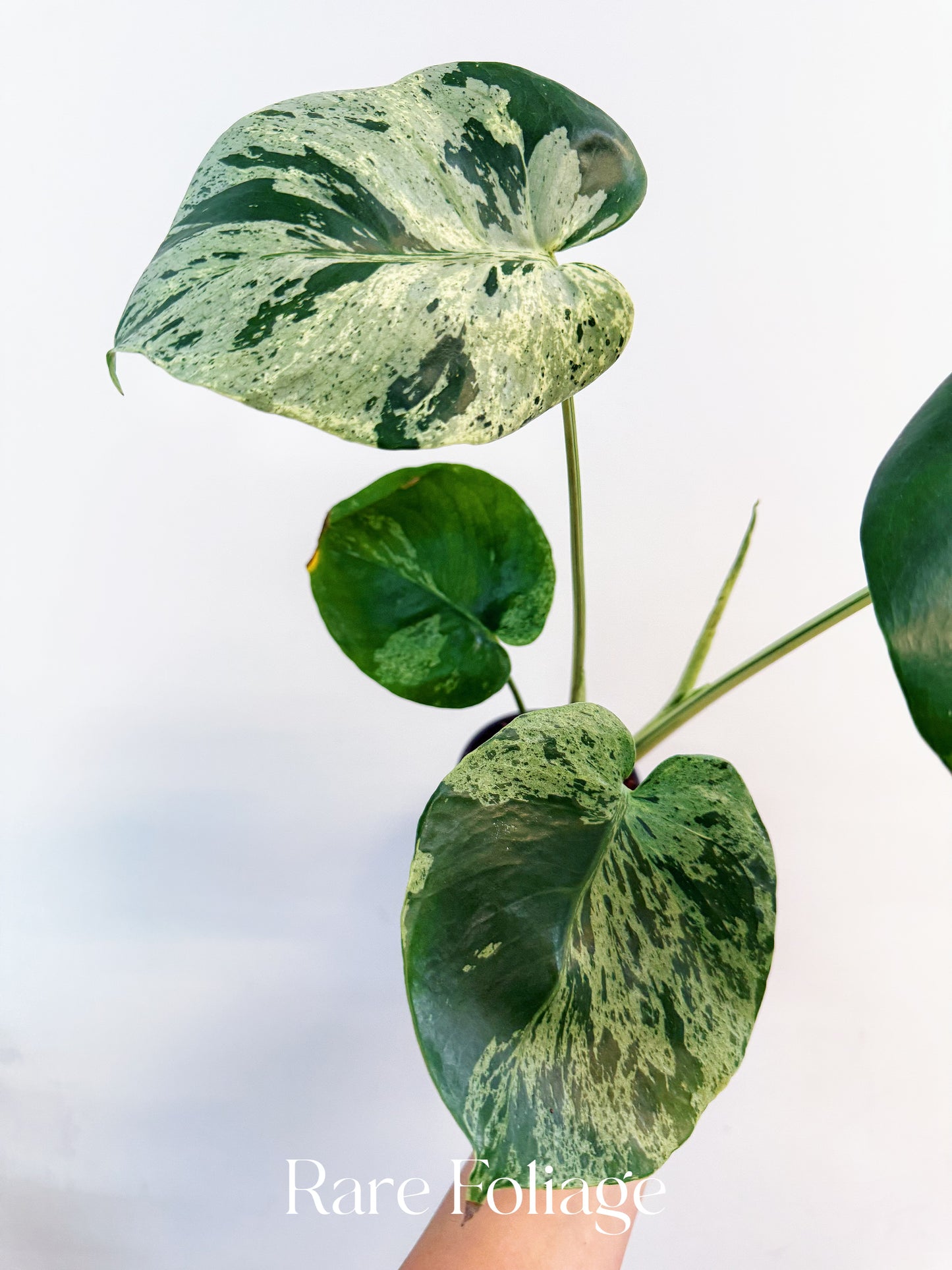 Monstera Vietciosa 4”