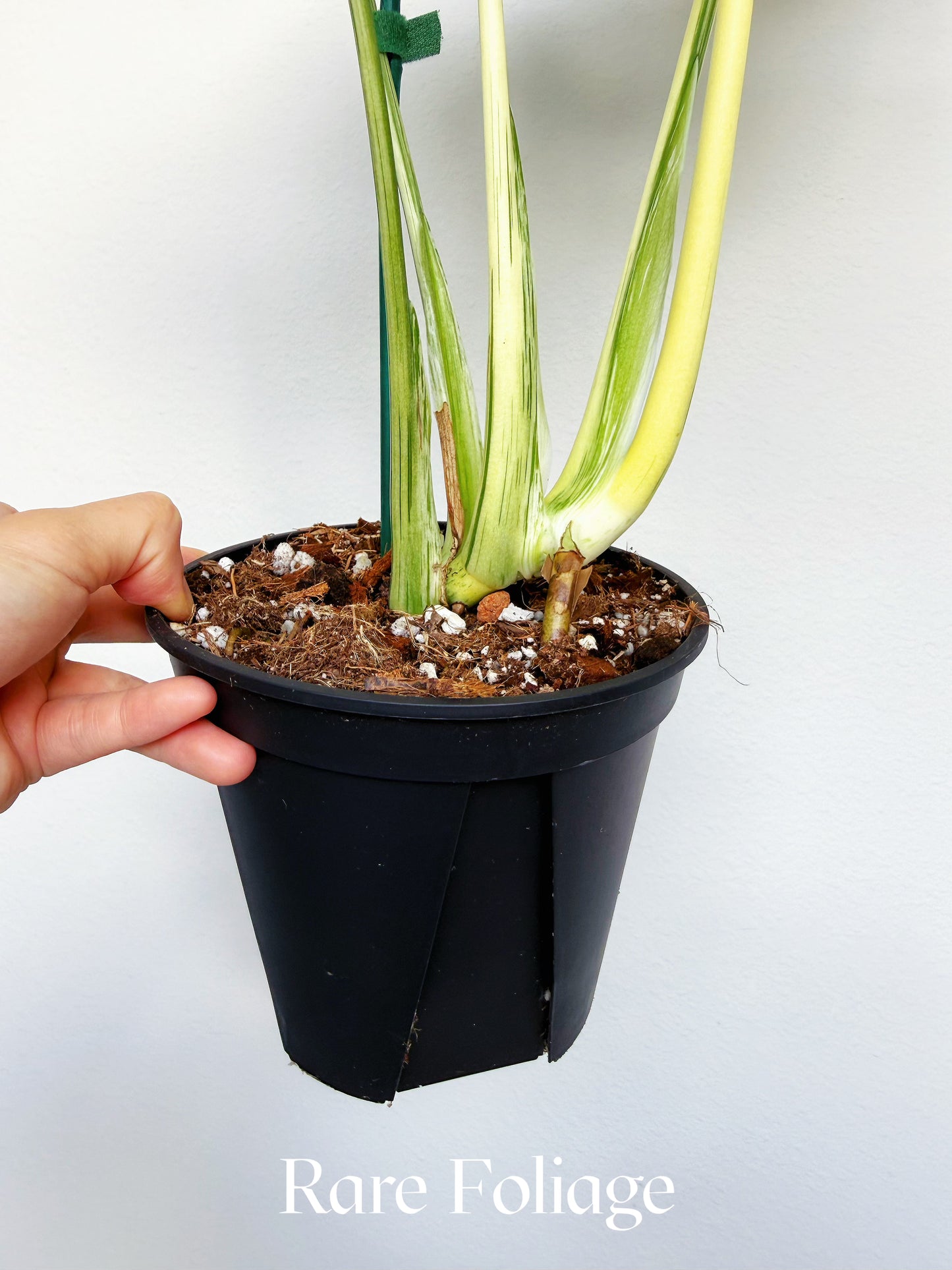 Monstera Vietciosa 6"