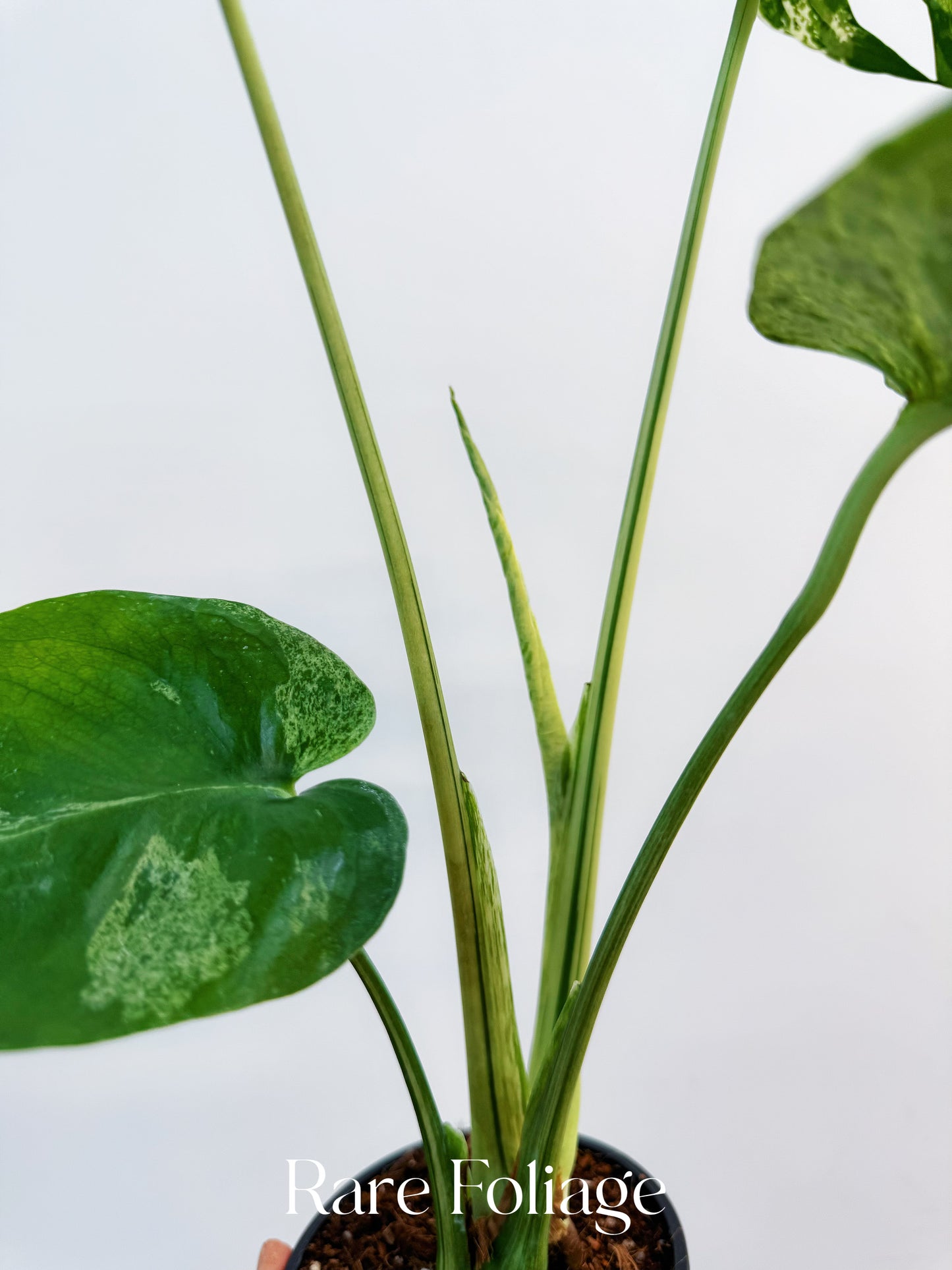 Monstera Vietciosa 4”