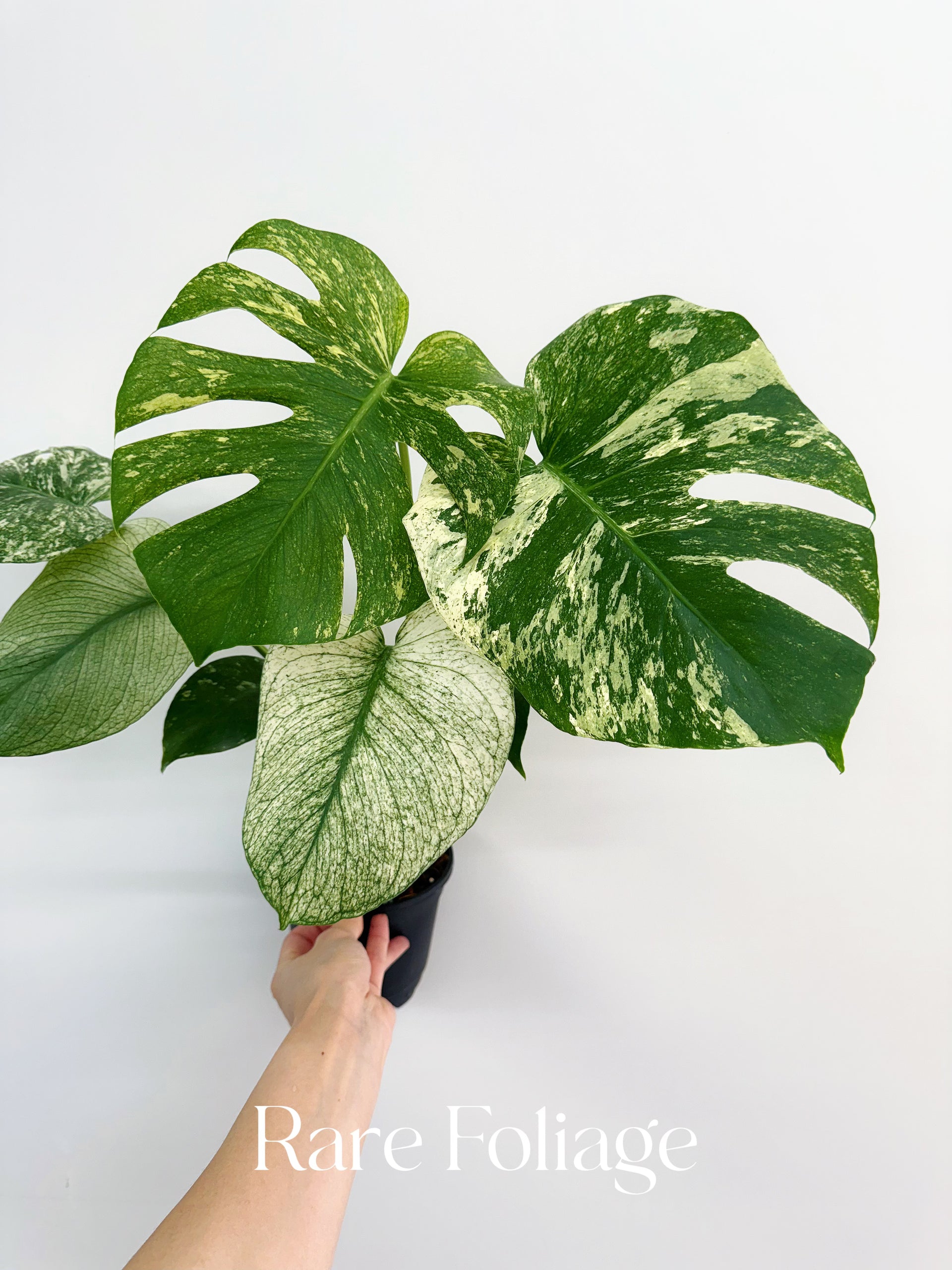 Monstera White Monster 5” Exact Plant – Rare Foliage Plant Co