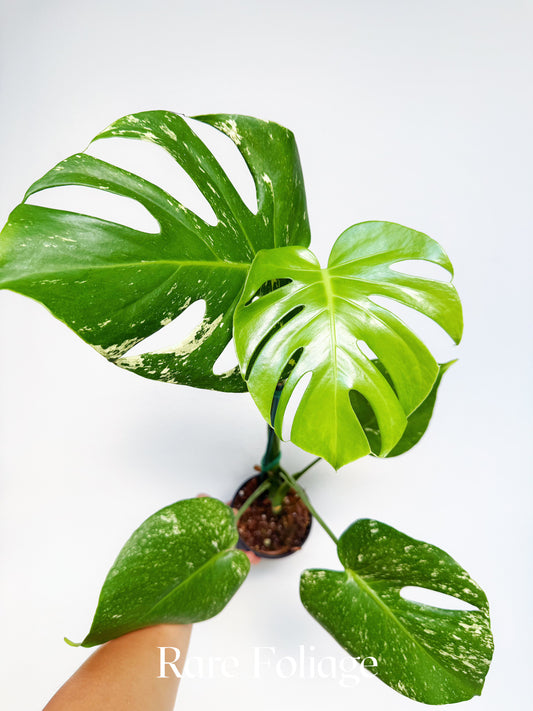 Monstera White Monster Large Form 4" Low Variegation
