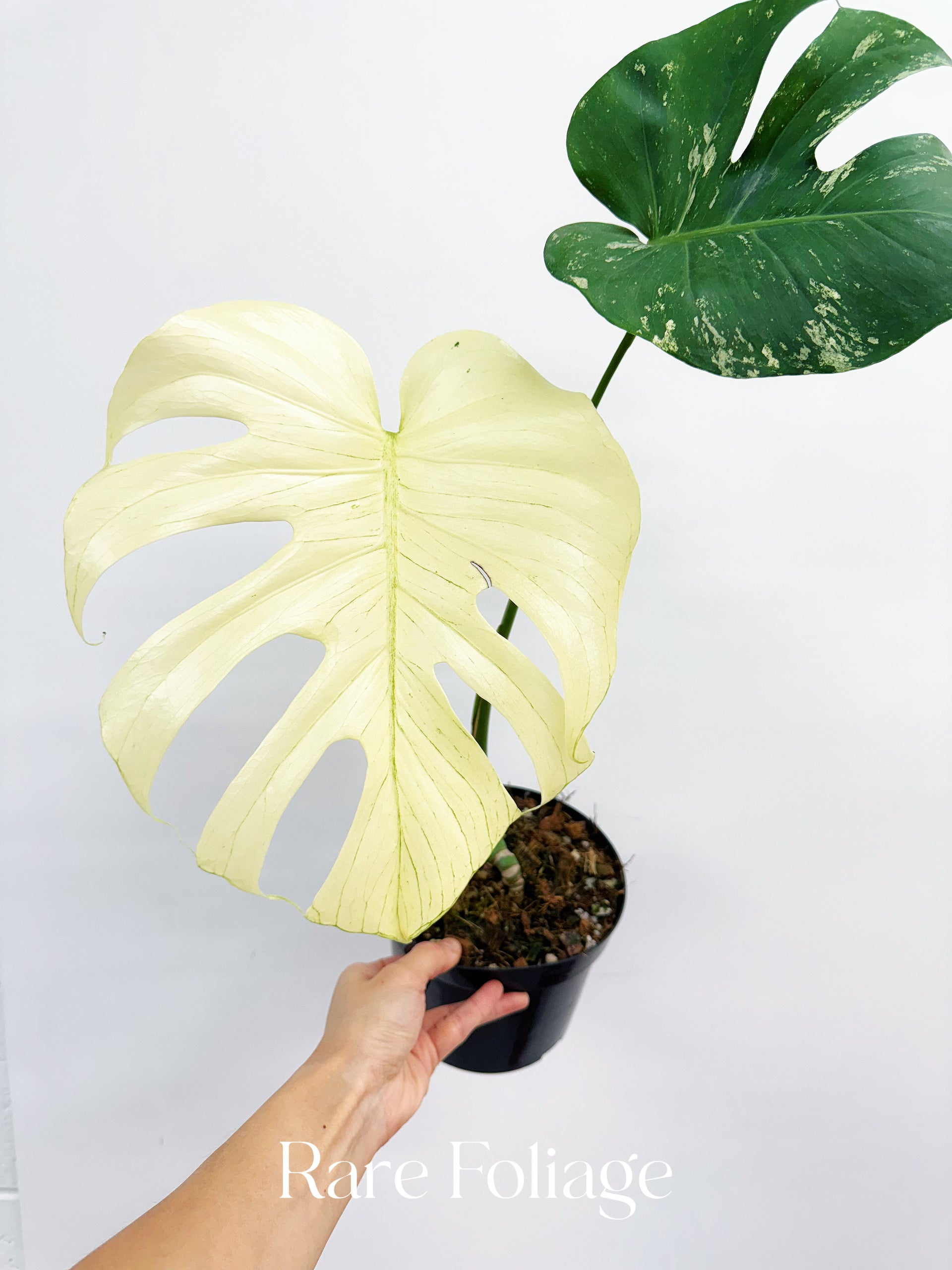 Monstera White Monster 6” – Rare Foliage Plant Co