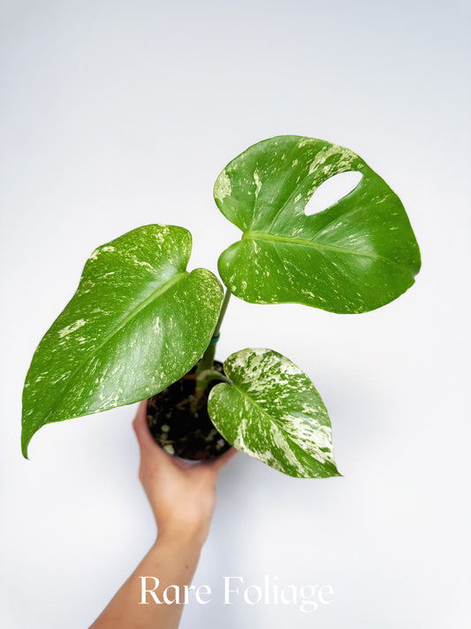 Monstera Mint Large Form (White Monster) 4"