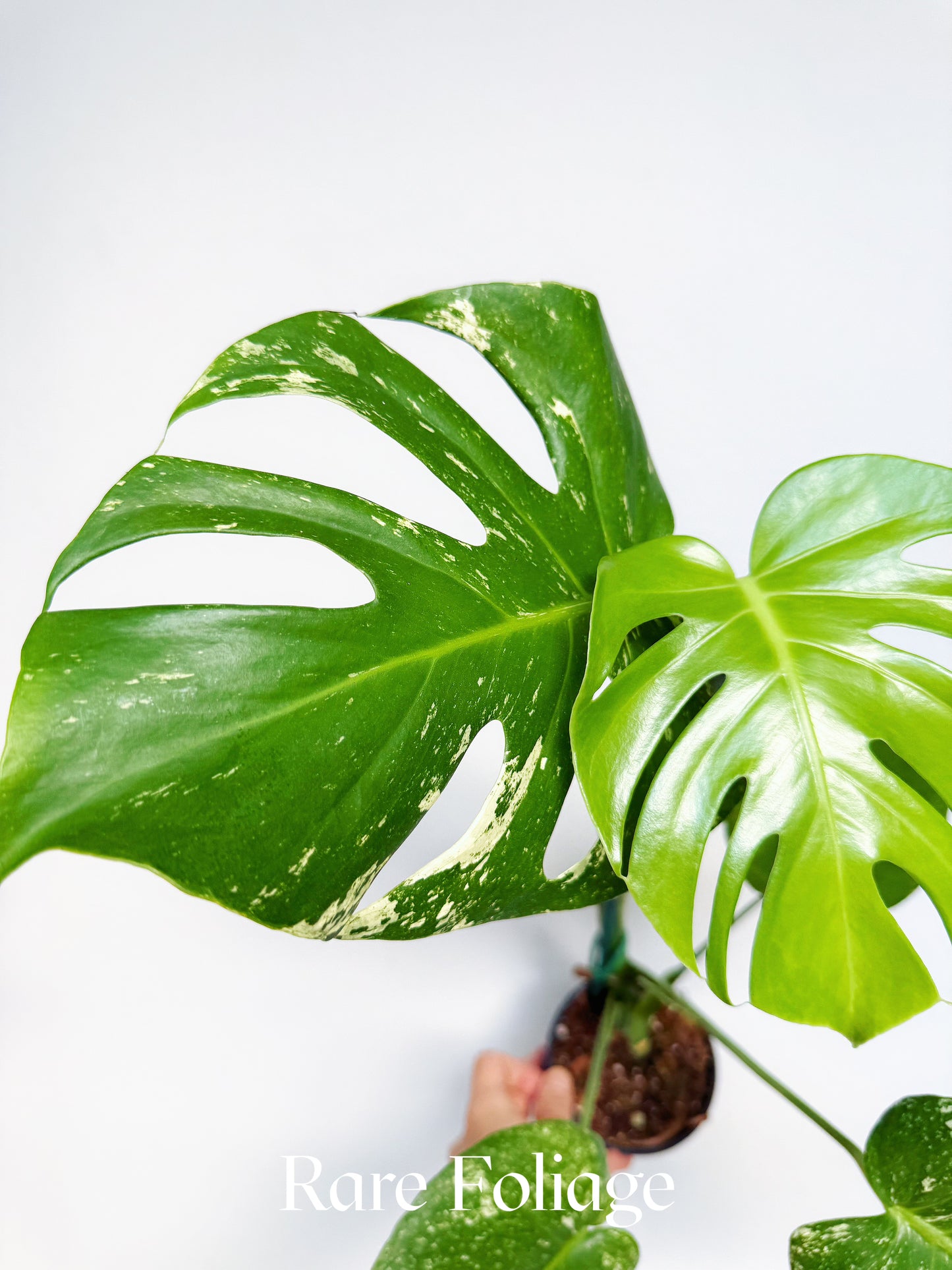 Monstera White Monster Large Form 4" Low Variegation