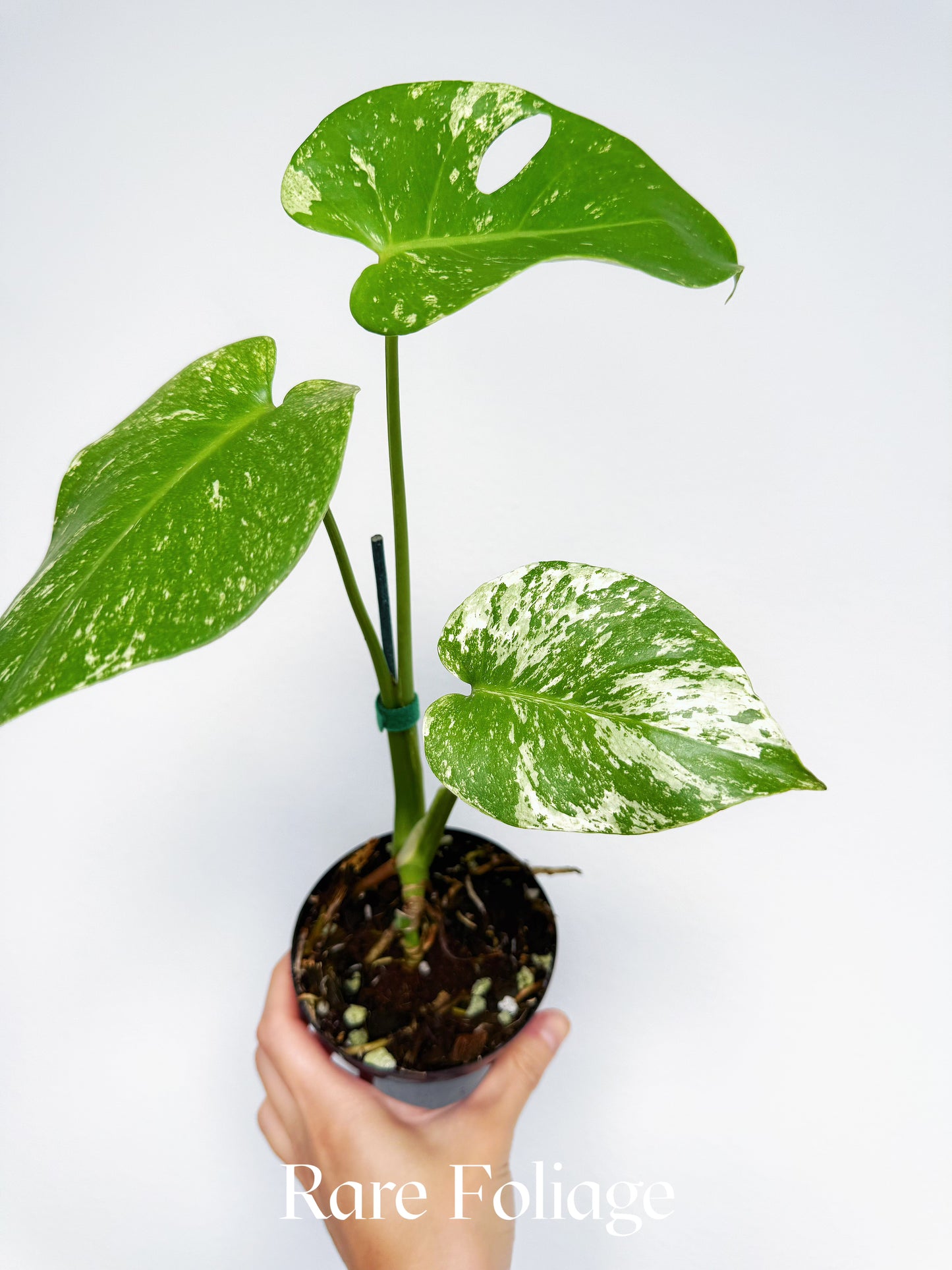 Monstera Mint Large Form (White Monster) 4"