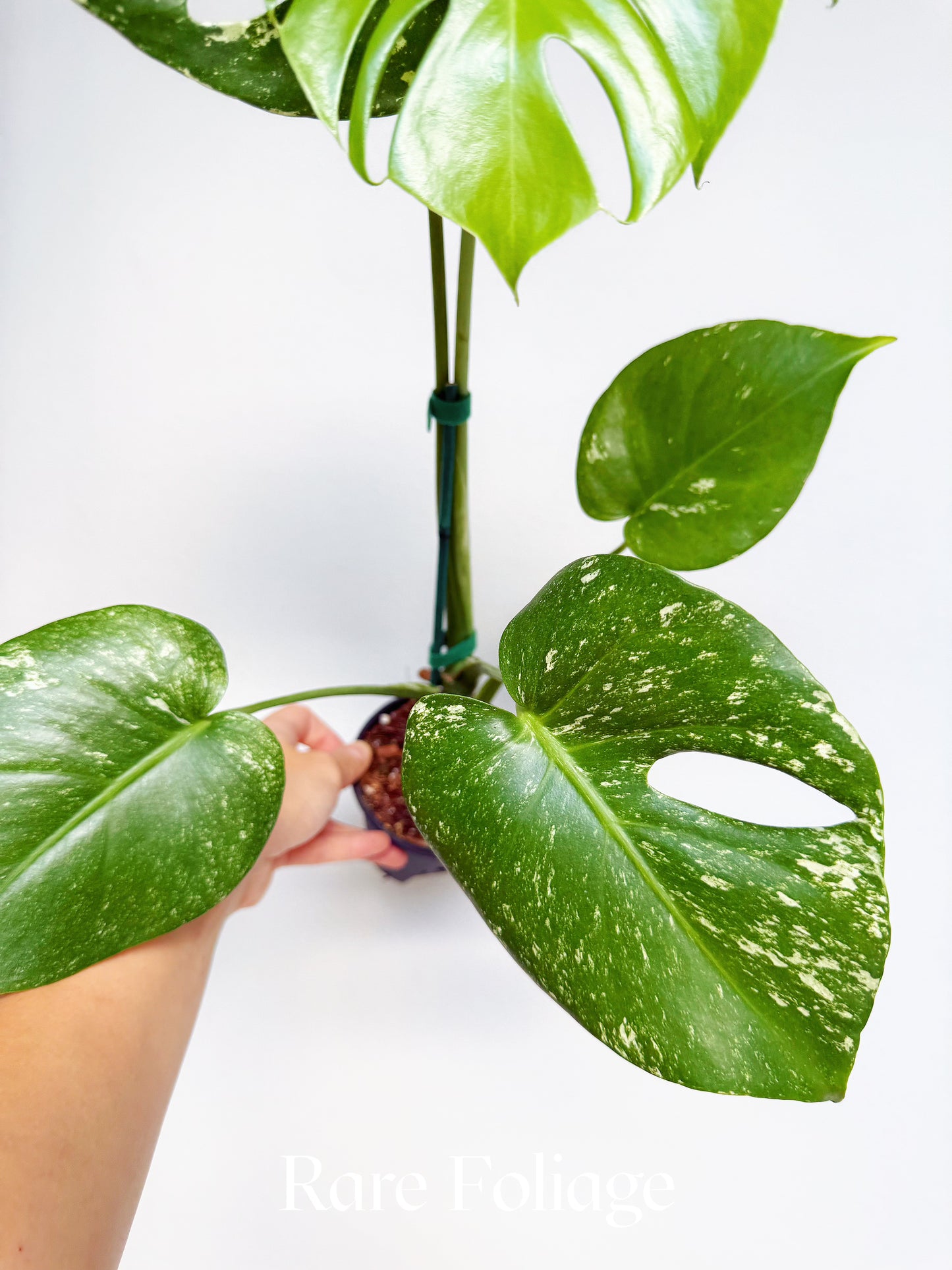 Monstera White Monster Large Form 4" Low Variegation