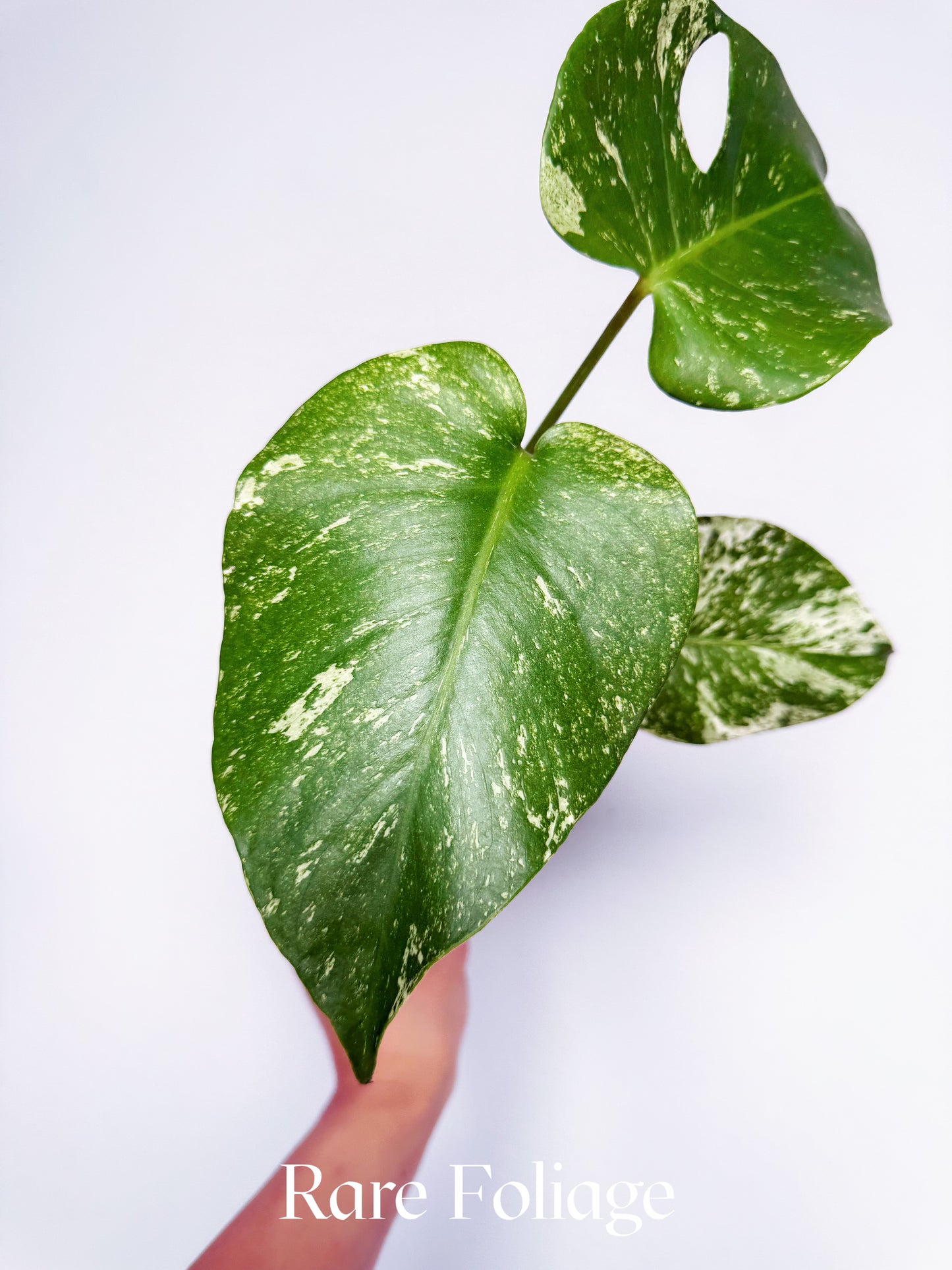 Monstera Mint Large Form (White Monster) 4"