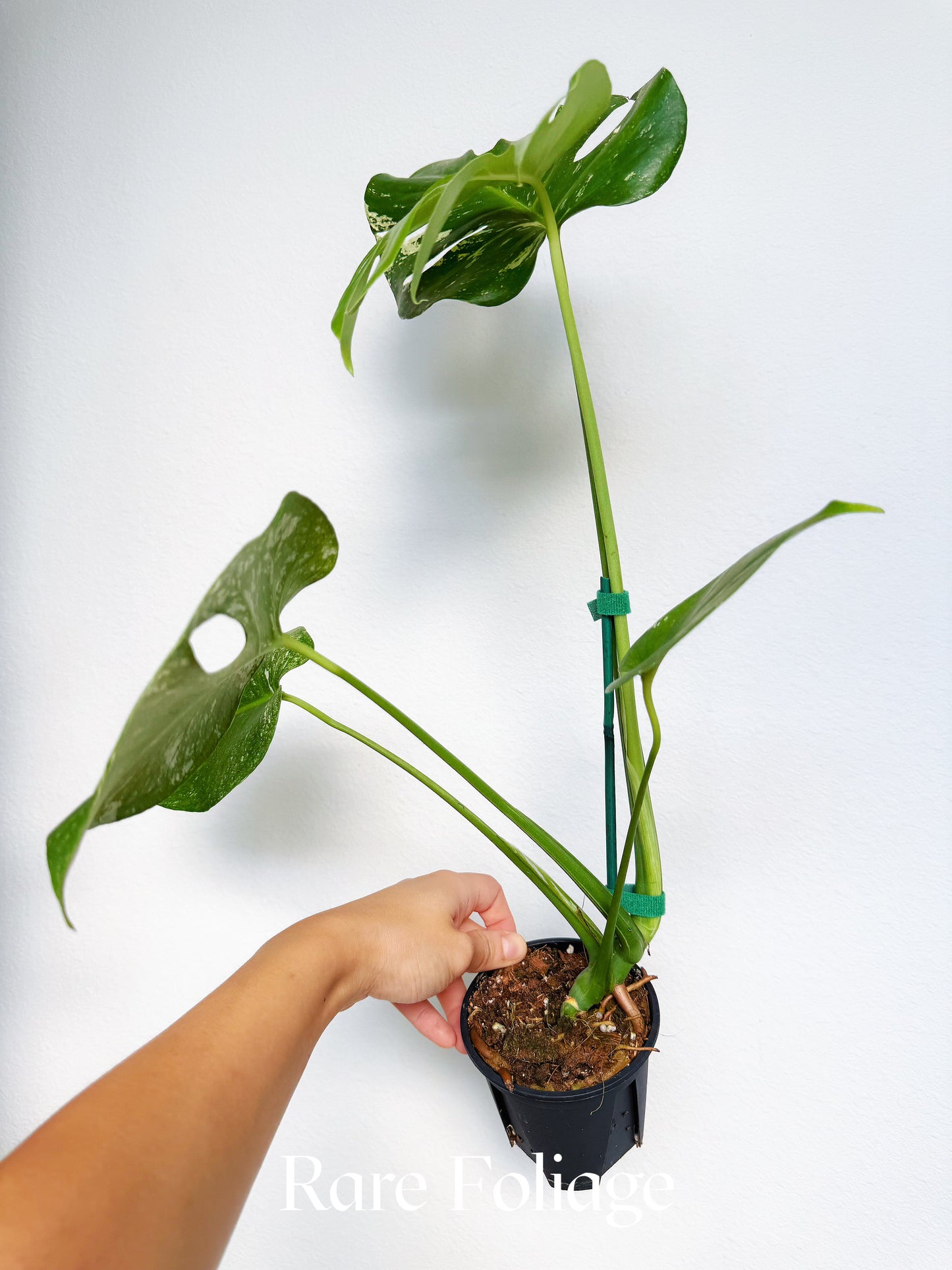 Monstera White Monster Large Form 4" Low Variegation