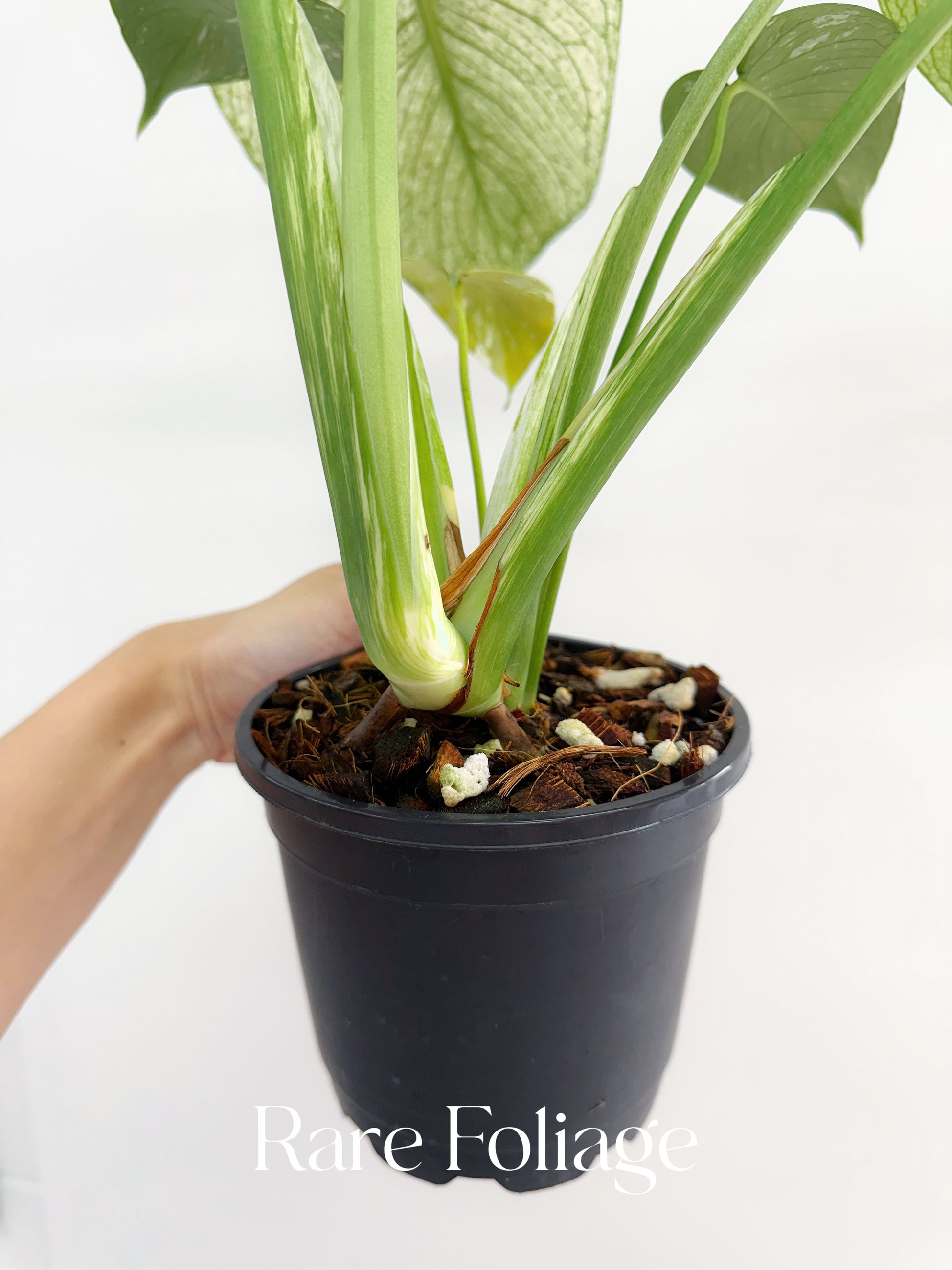 monstera plant in white pot Monstera White Monster 5” Exact Plant – Rare Foliage Plant Co