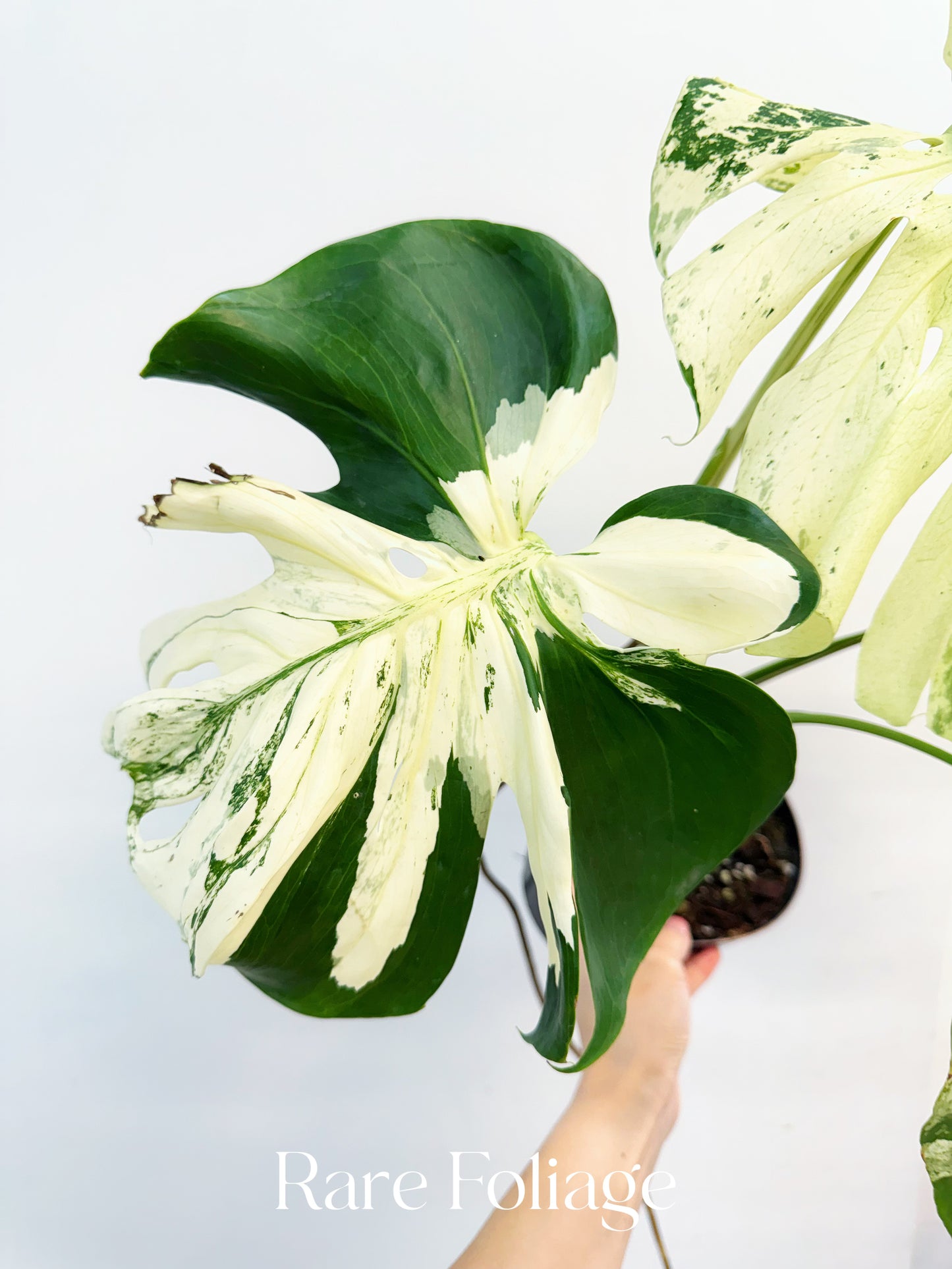Monstera White Monster Mutation 6” Exact Plant