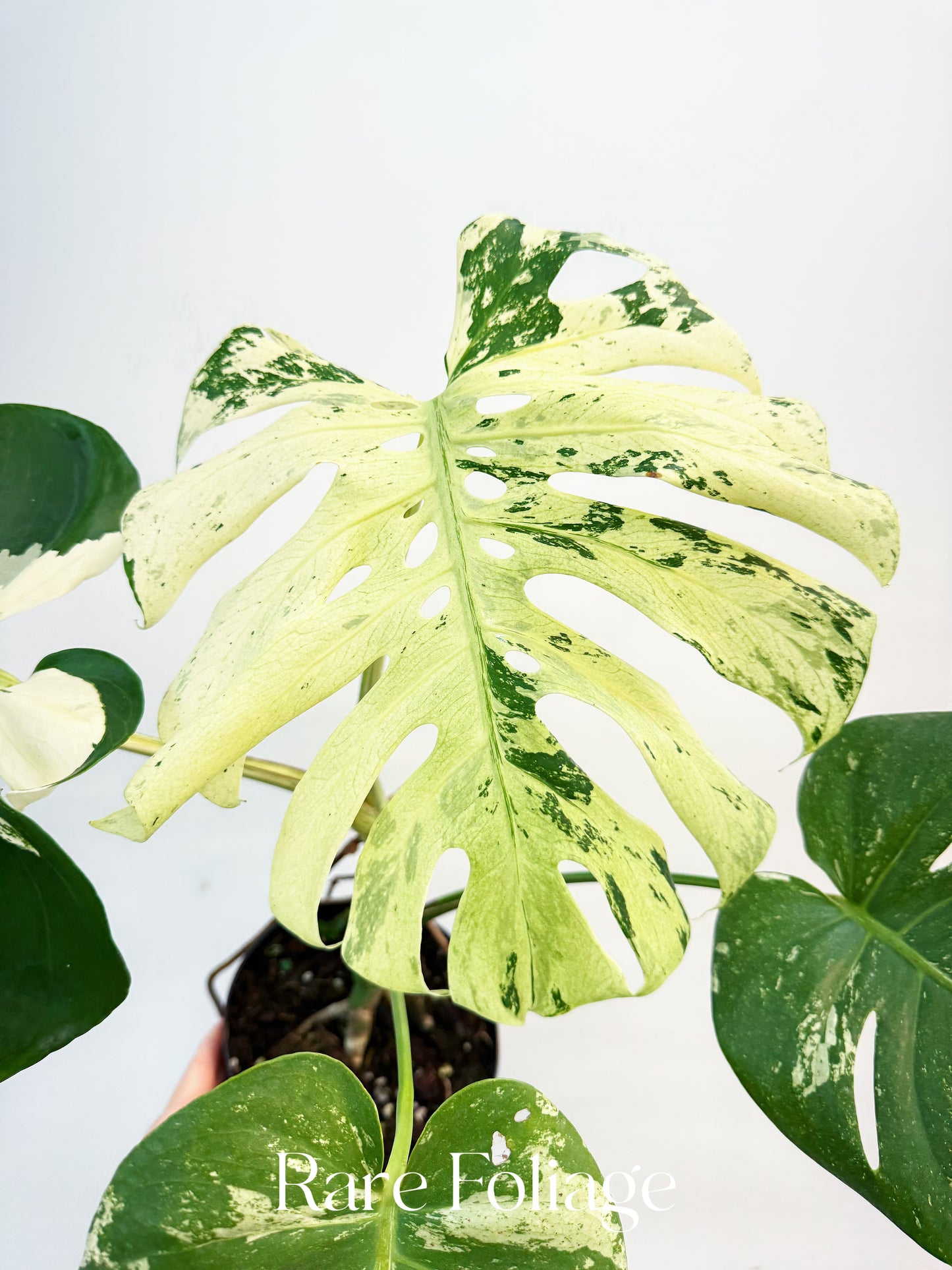 Monstera White Monster Mutation 6” Exact Plant