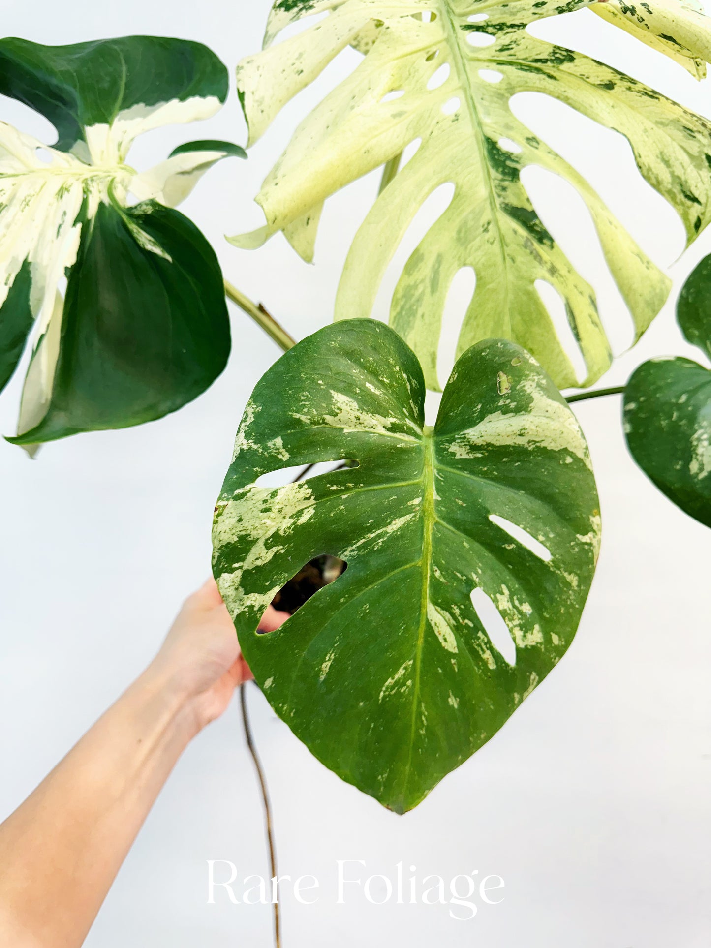 Monstera White Monster Mutation 6” Exact Plant
