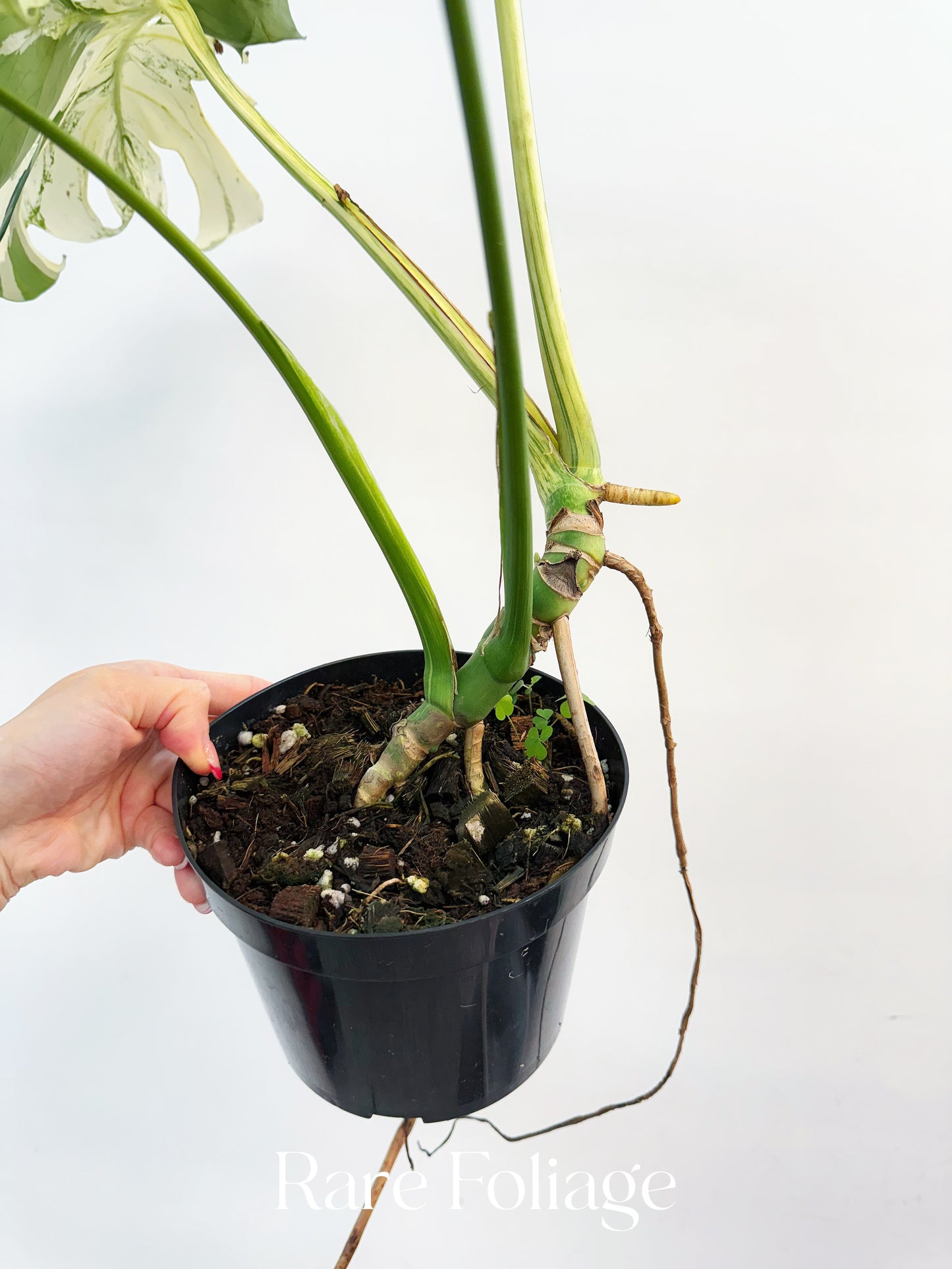 Monstera White Monster Mutation 6” Exact Plant