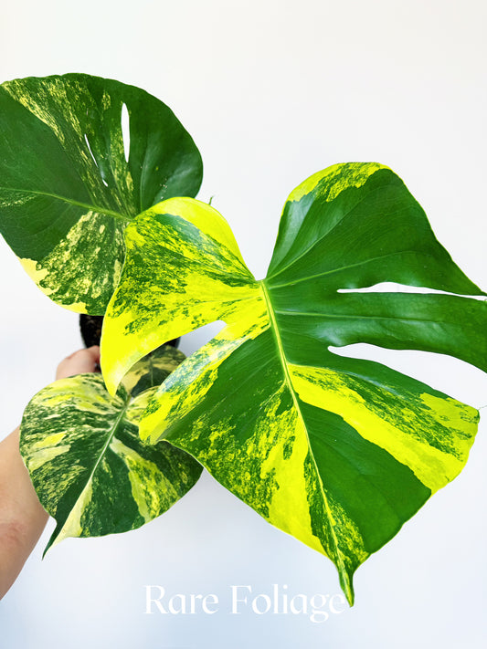 Monstera Yellow Marilyn 6"