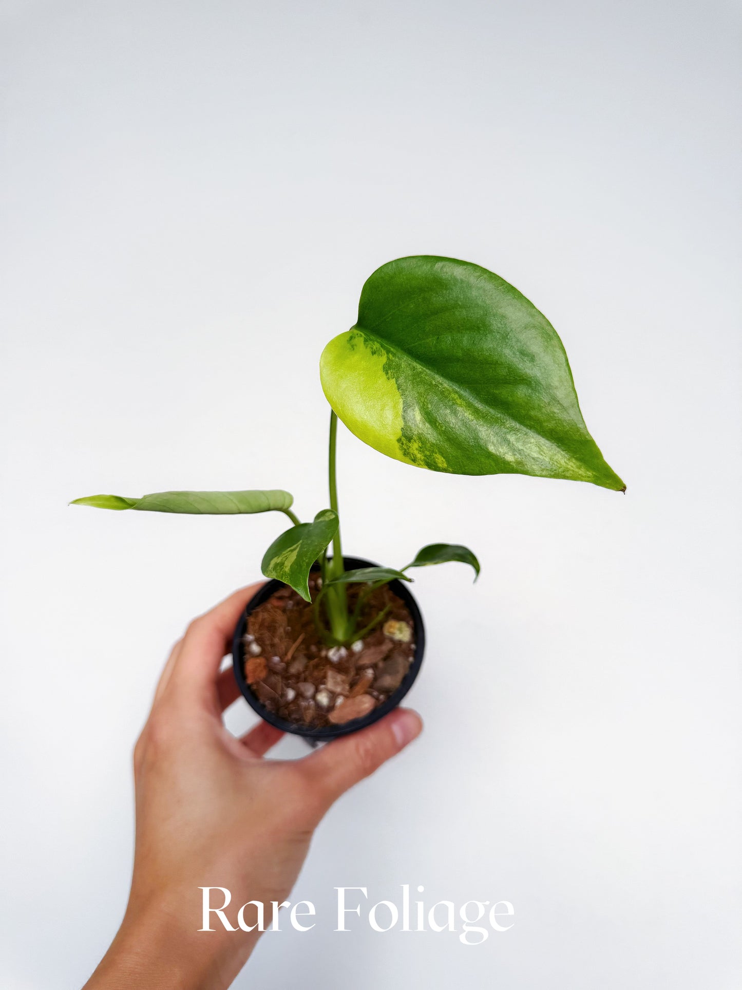 Monstera Yellow Marilyn (Large Form) 3”