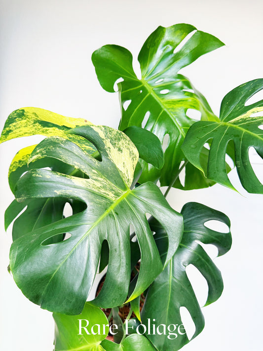 Monstera Yellow Marilyn 8" Low Color