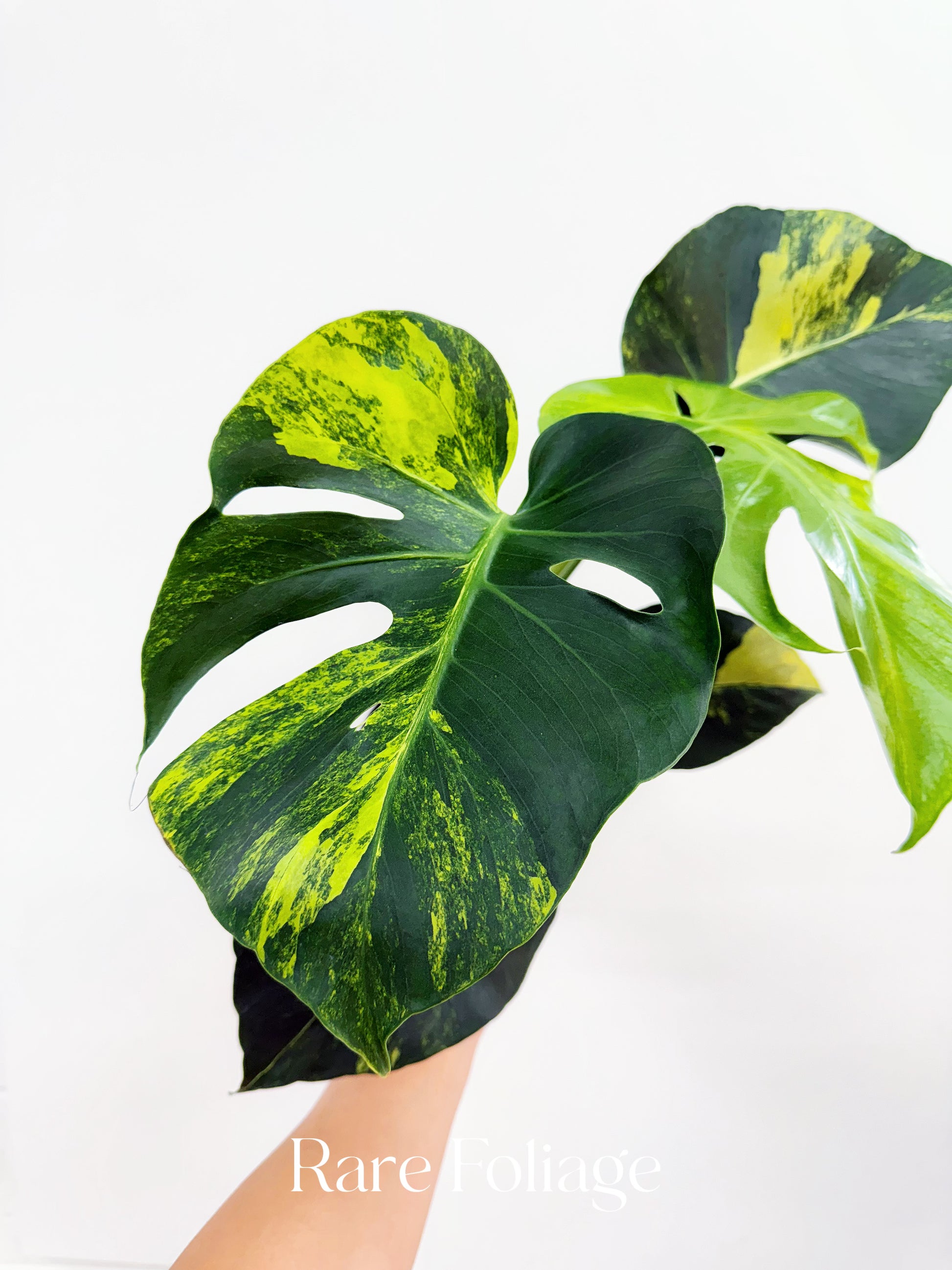 monstera yellow marilyn Monstera Yellow Marilyn 6”