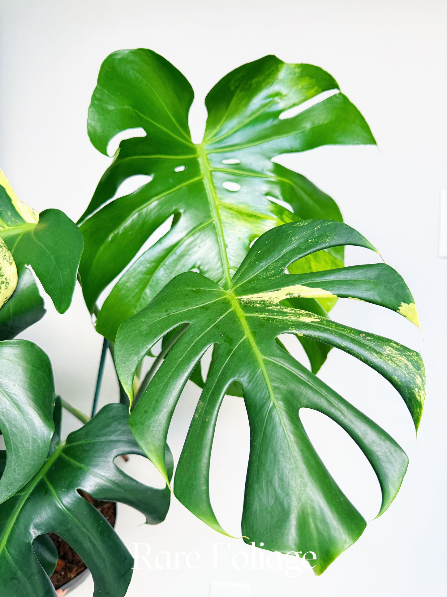 Monstera Yellow Marilyn 8" Low Color