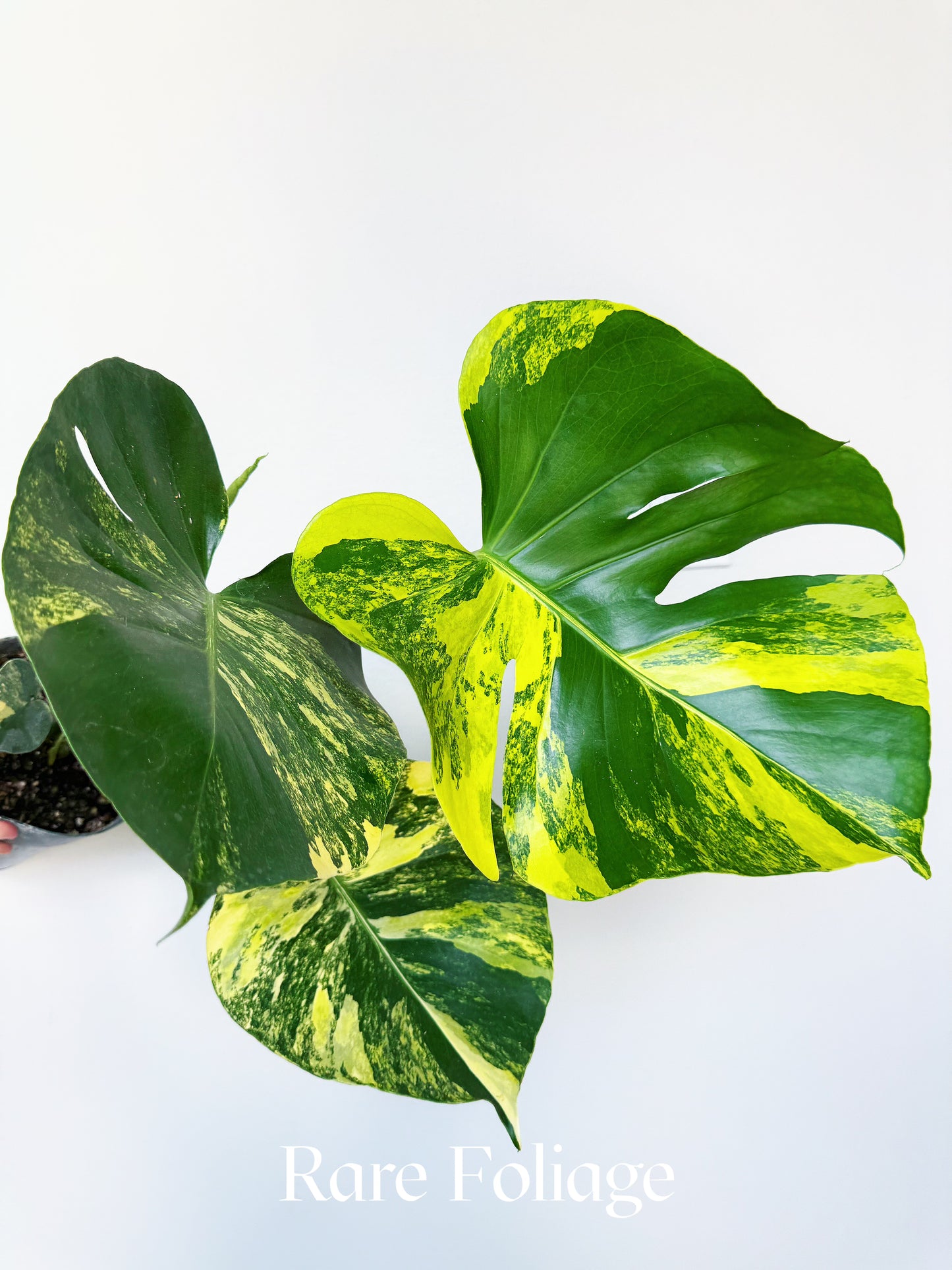 Monstera Yellow Marilyn 6"