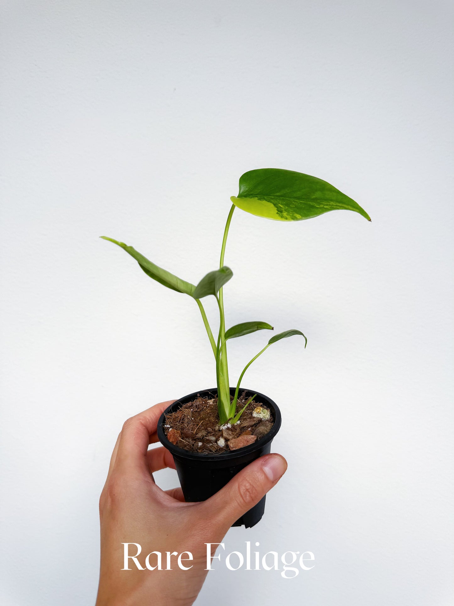 Monstera Yellow Marilyn (Large Form) 3”