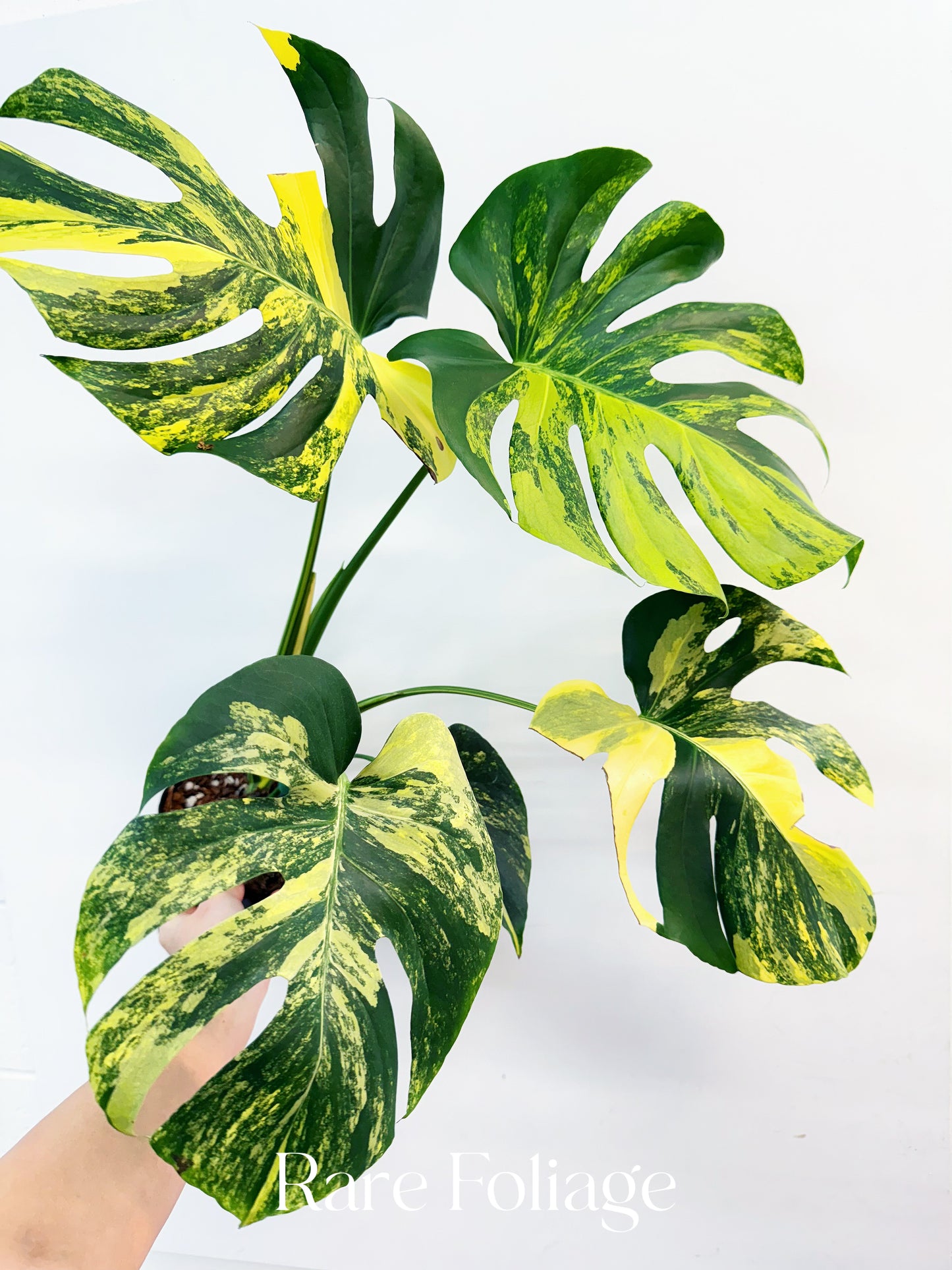 Monstera Yellow Marilyn 6” Exact Plant