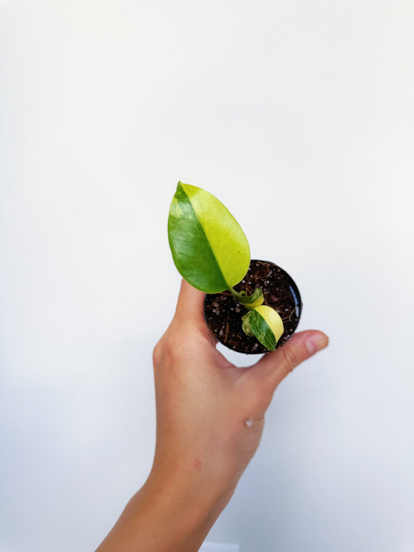 Monstera Yellow Marilyn 2"