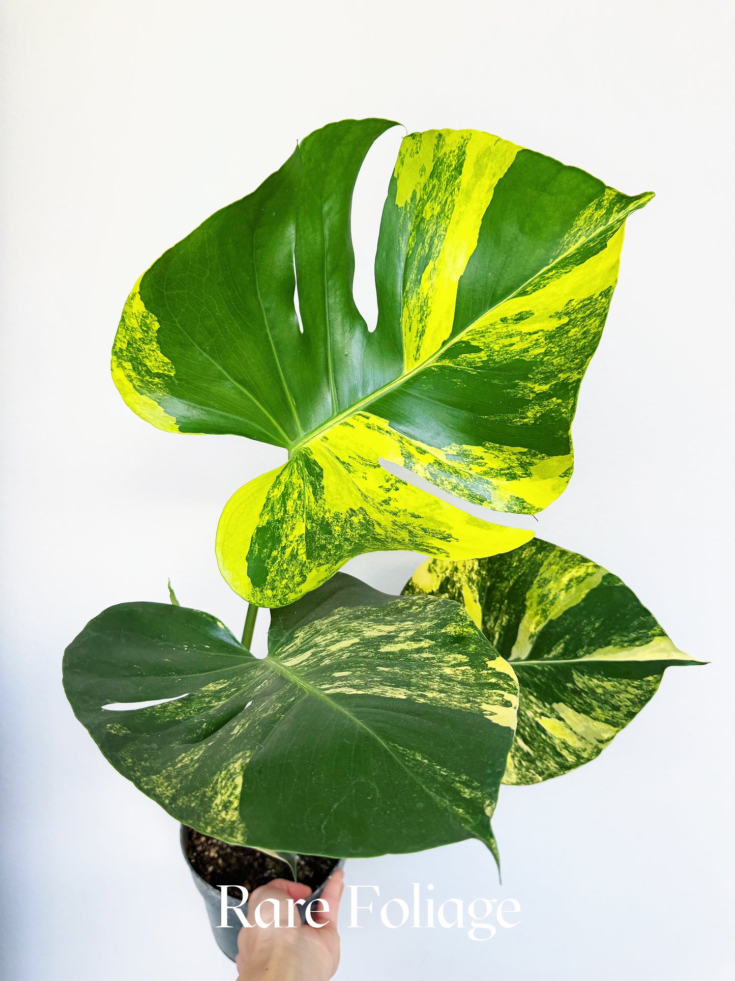 Monstera Yellow Marilyn 6"