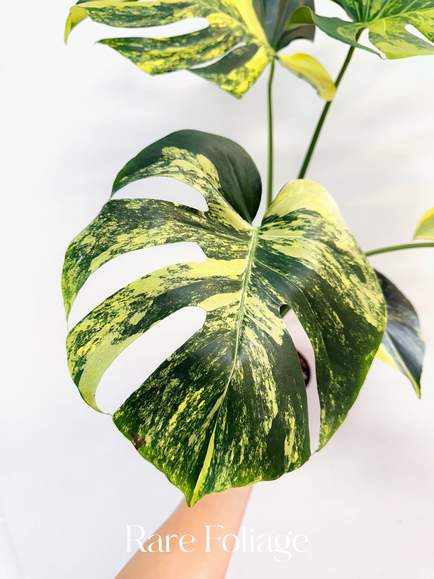 Monstera Yellow Marilyn 6” Exact Plant