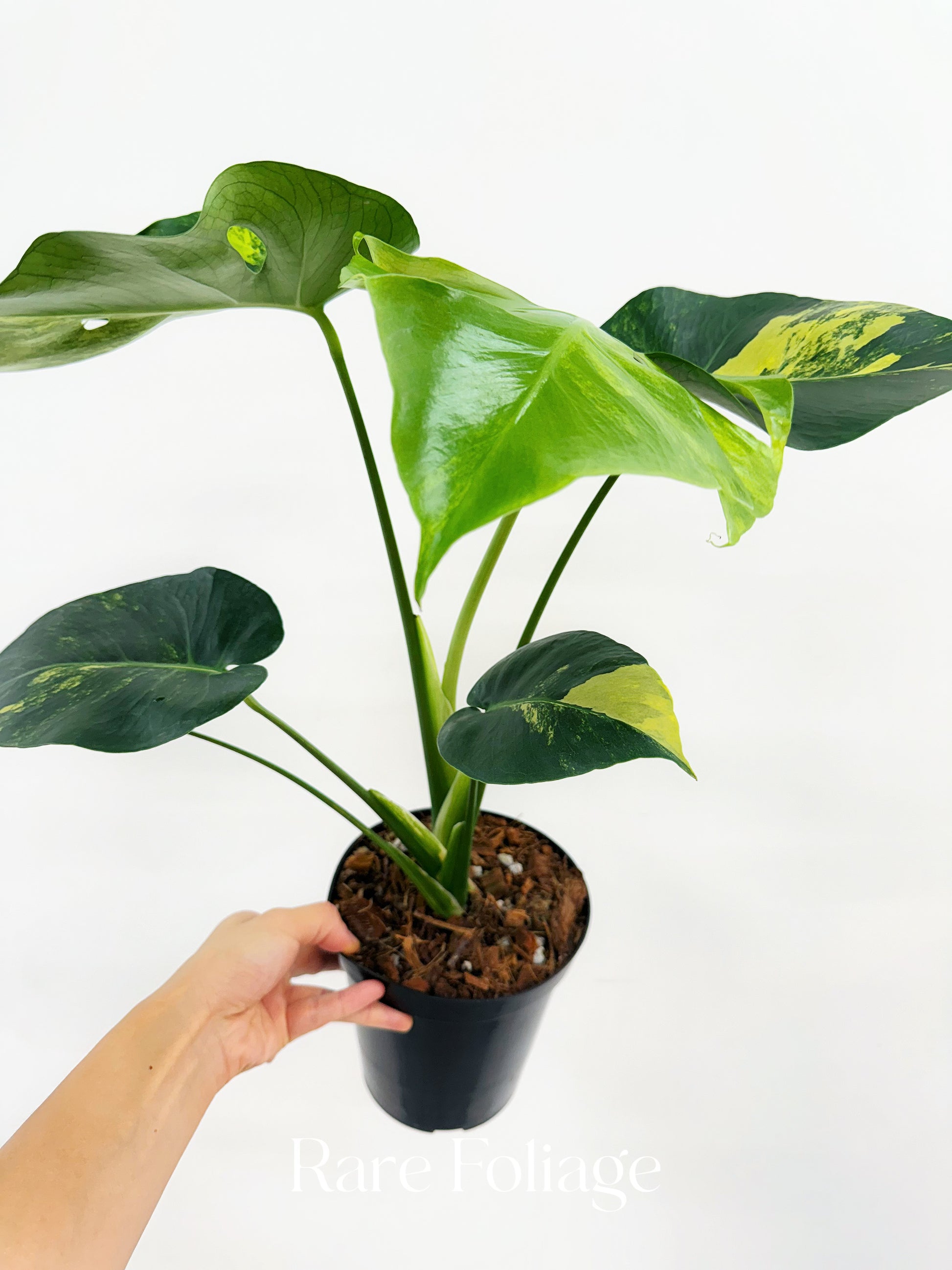monstera yellow marilyn Monstera Yellow Marilyn 6” – Rare Foliage Plant Co