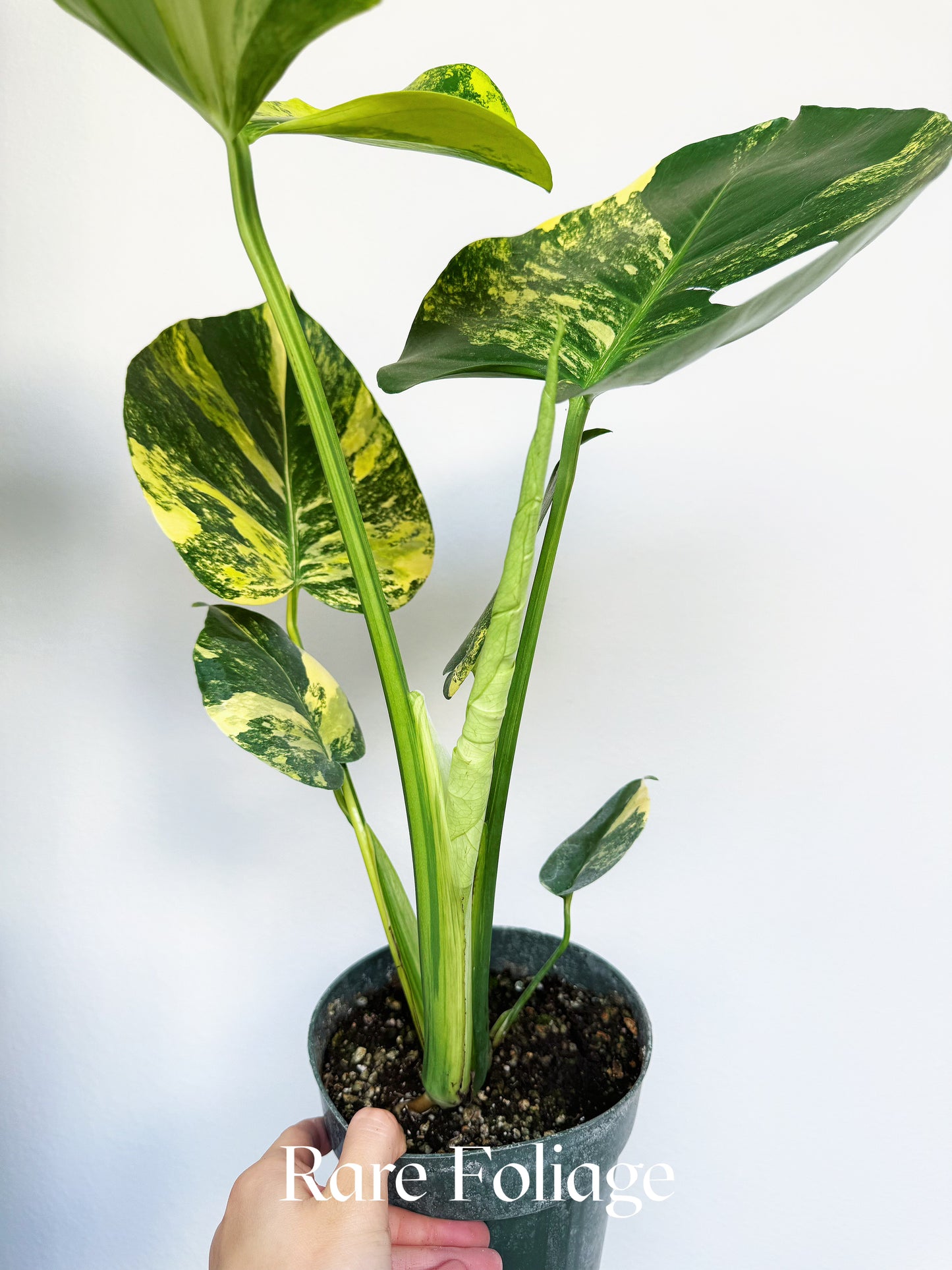 Monstera Yellow Marilyn 6"