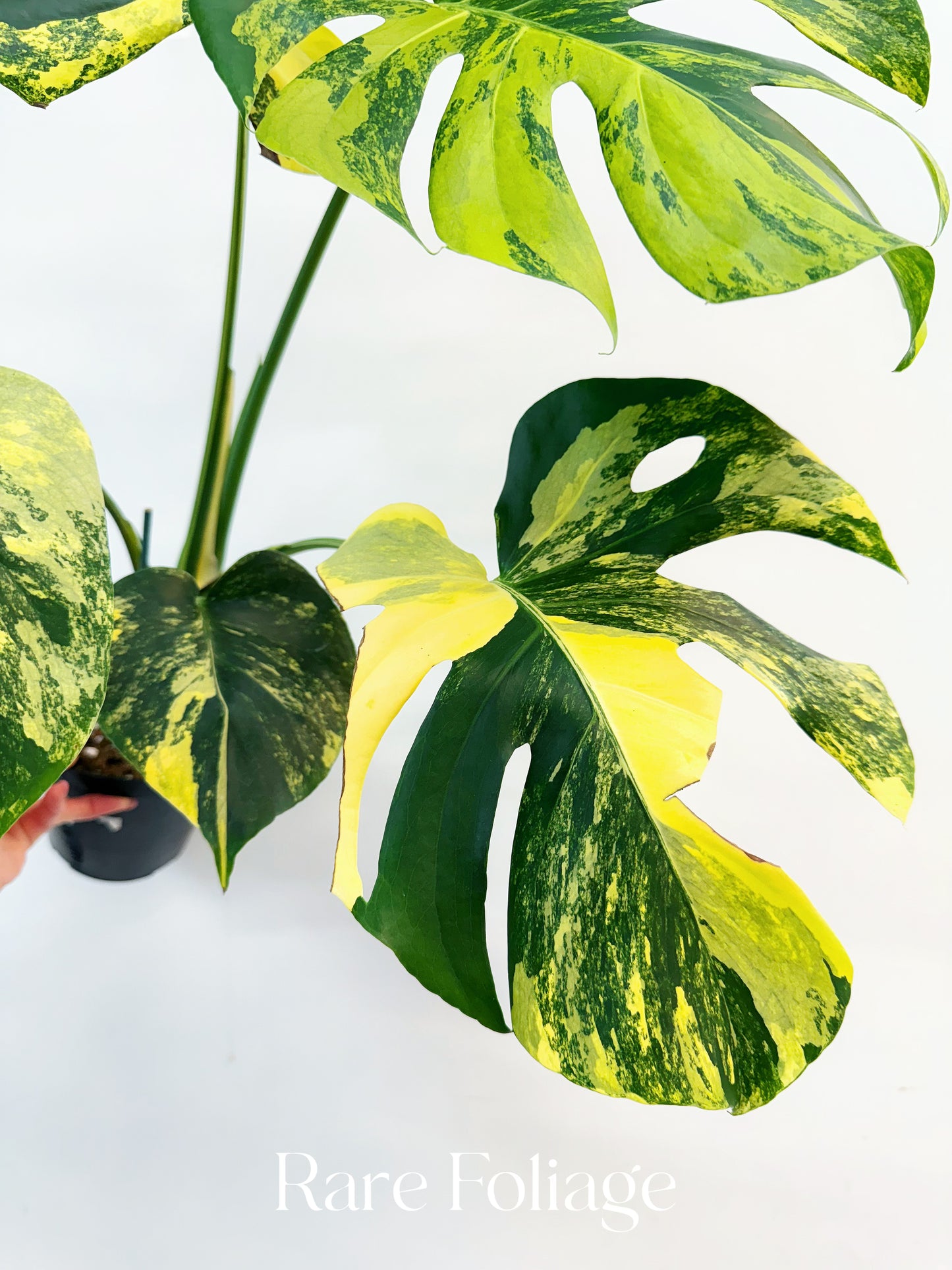 Monstera Yellow Marilyn 6” Exact Plant