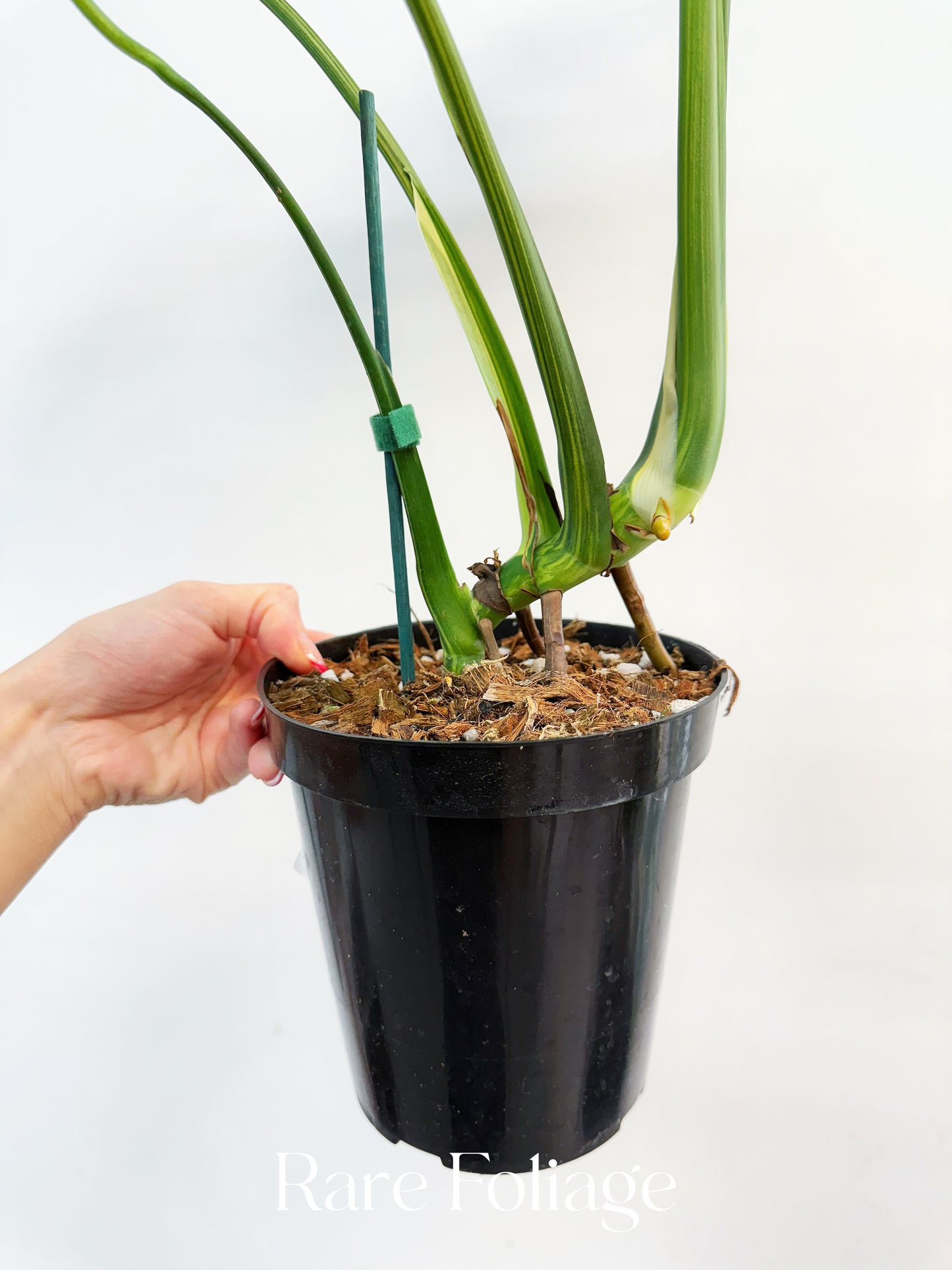 Monstera Yellow Marilyn 6” Exact Plant