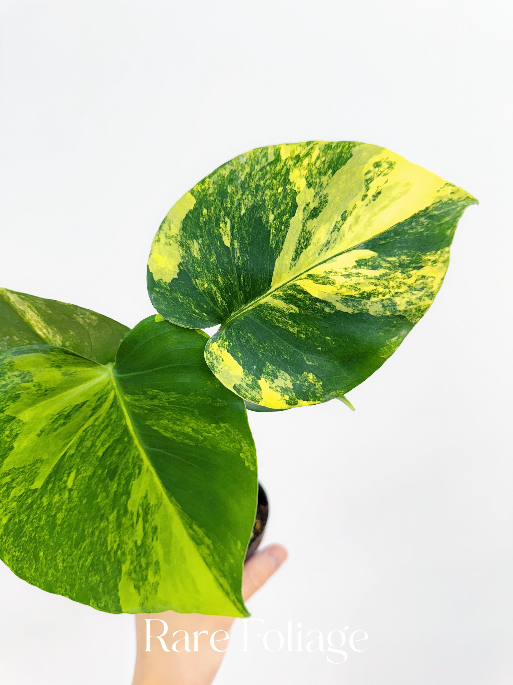 monstera marilyn Monstera Yellow Marilyn 3” – Rare Foliage Plant Co