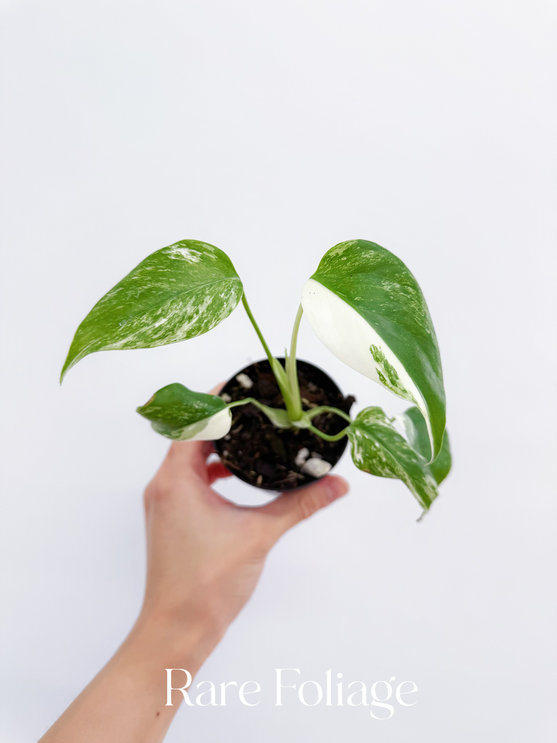monstera small form vs large form Monstera Deliciosa Albo Large Form Variegated 3
