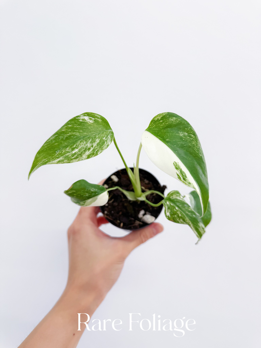 Monstera Deliciosa Albo Large Form Variegated 3"