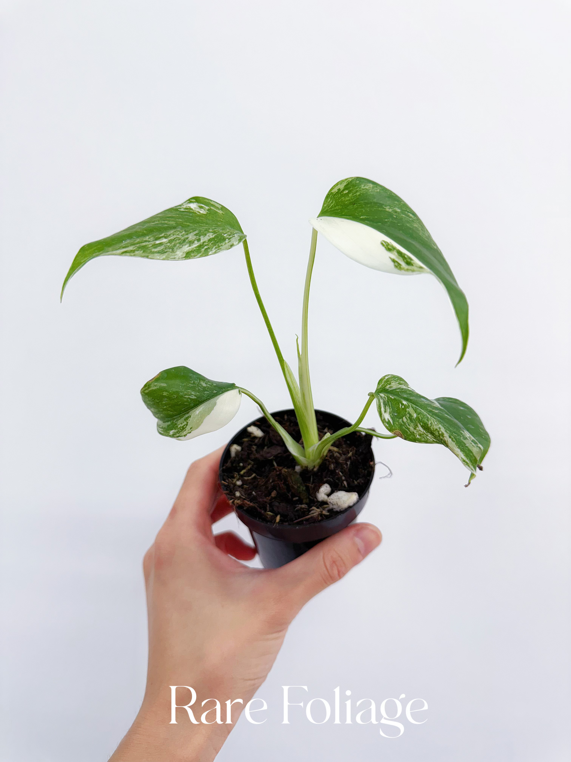 monstera albo baby plant Monstera Deliciosa Albo Large Form Variegated 3" – Rare Foliage Plant Co