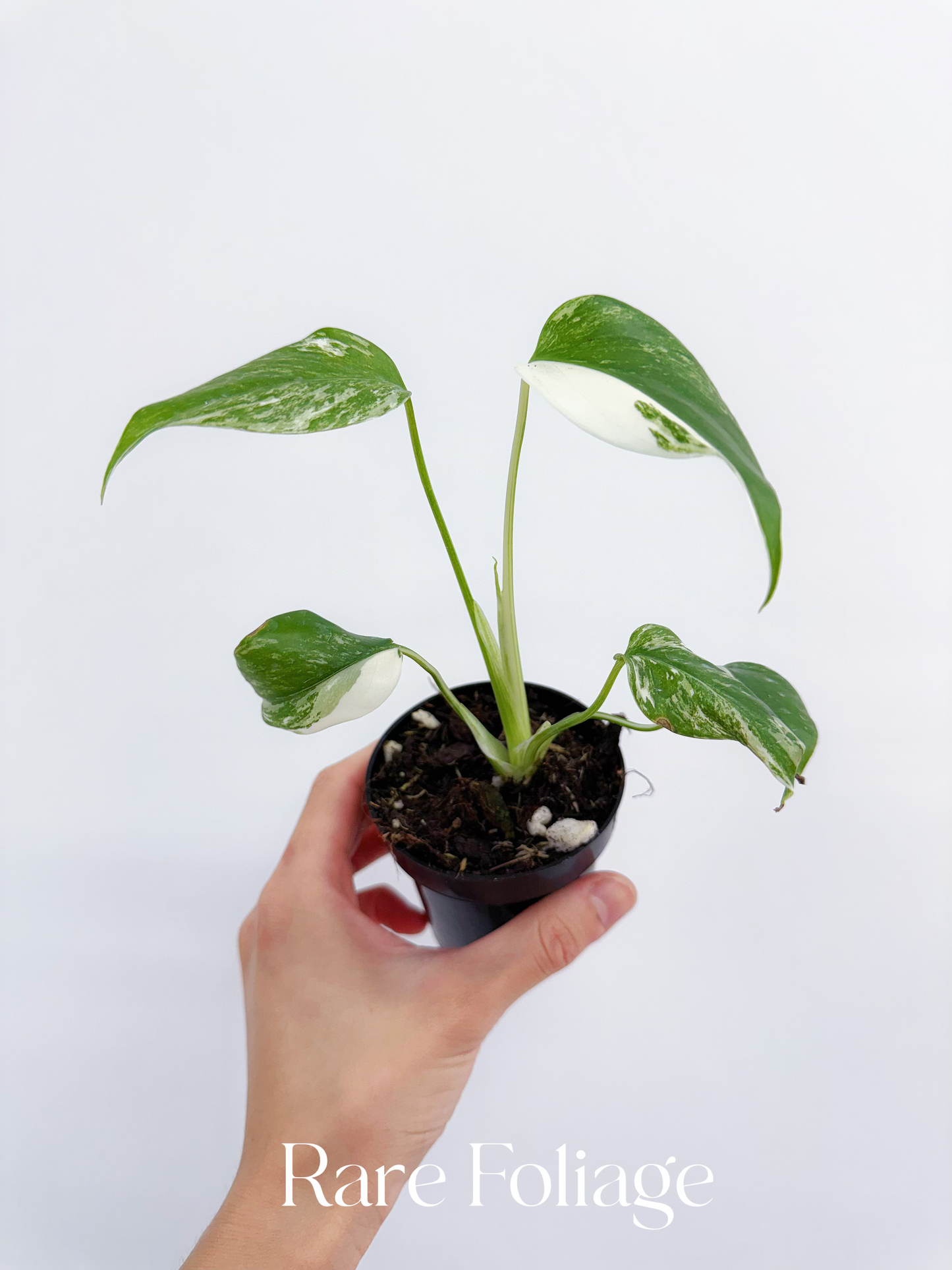 Monstera Deliciosa Albo Large Form Variegated 3"