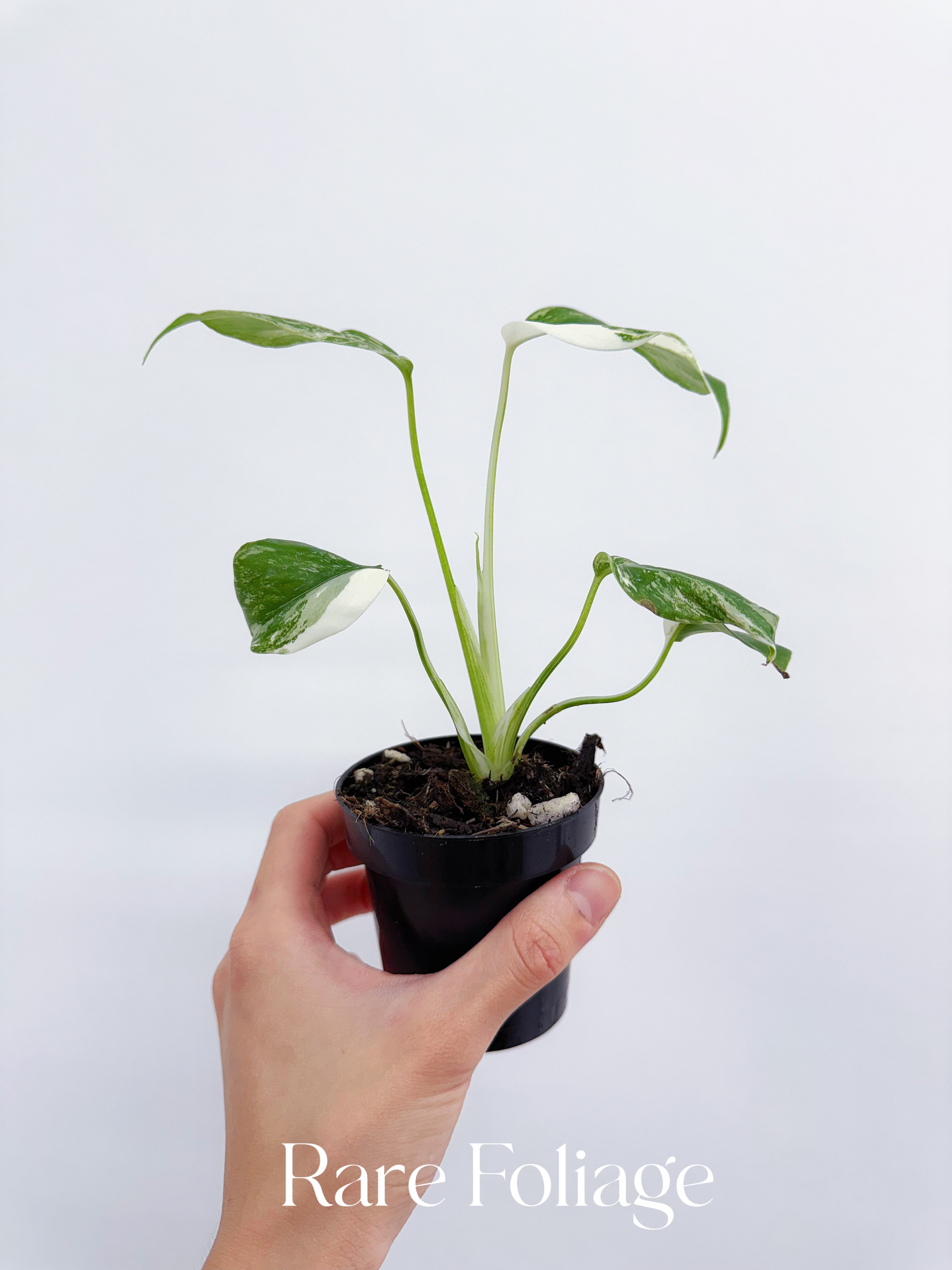 large form monstera albo Monstera Deliciosa Albo Large Form Variegated 3" – Rare Foliage Plant Co