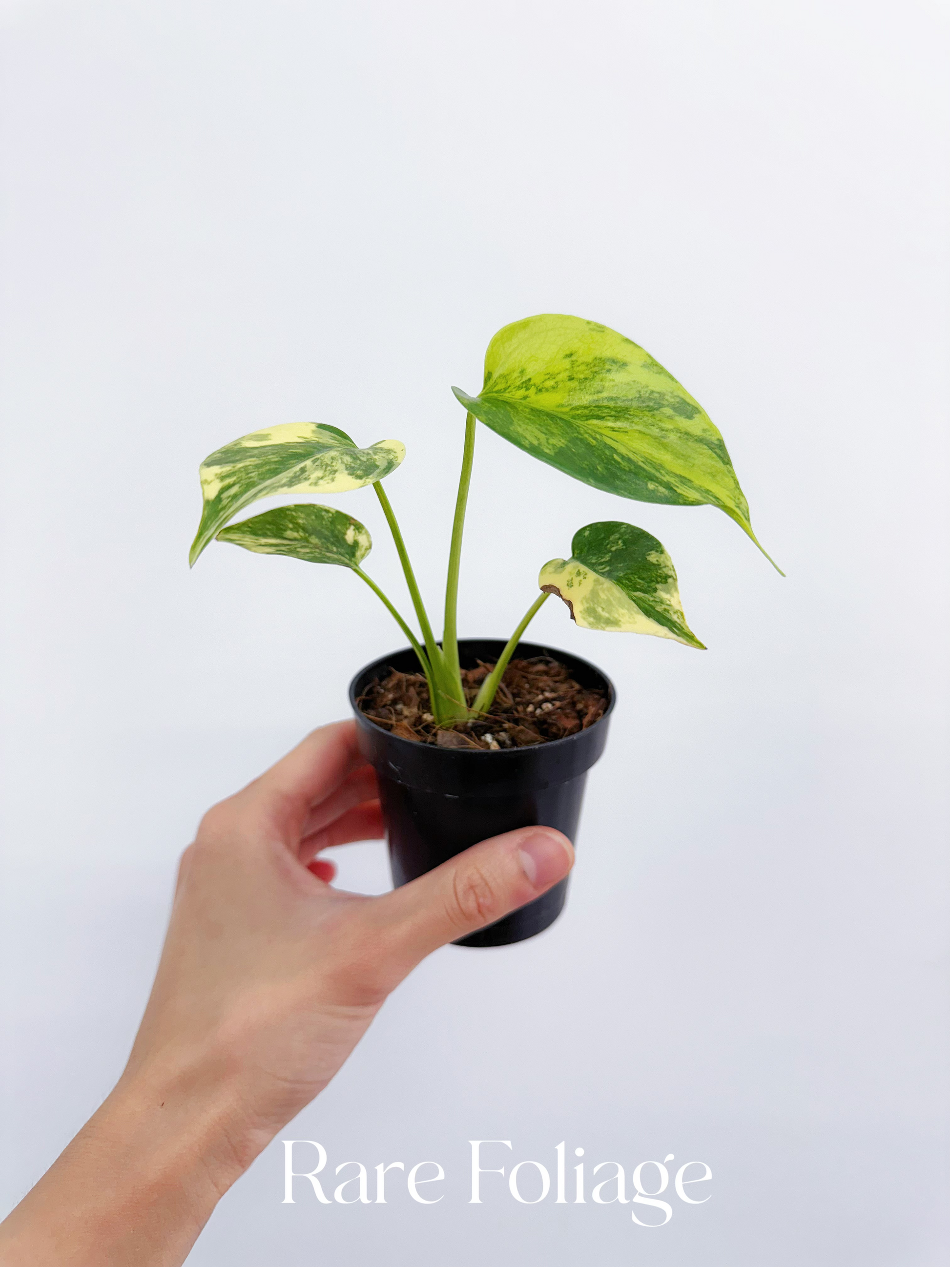 monstera aurea vs deliciosa Monstera Deliciosa Aurea Large Form 3” – Rare Foliage Plant Co