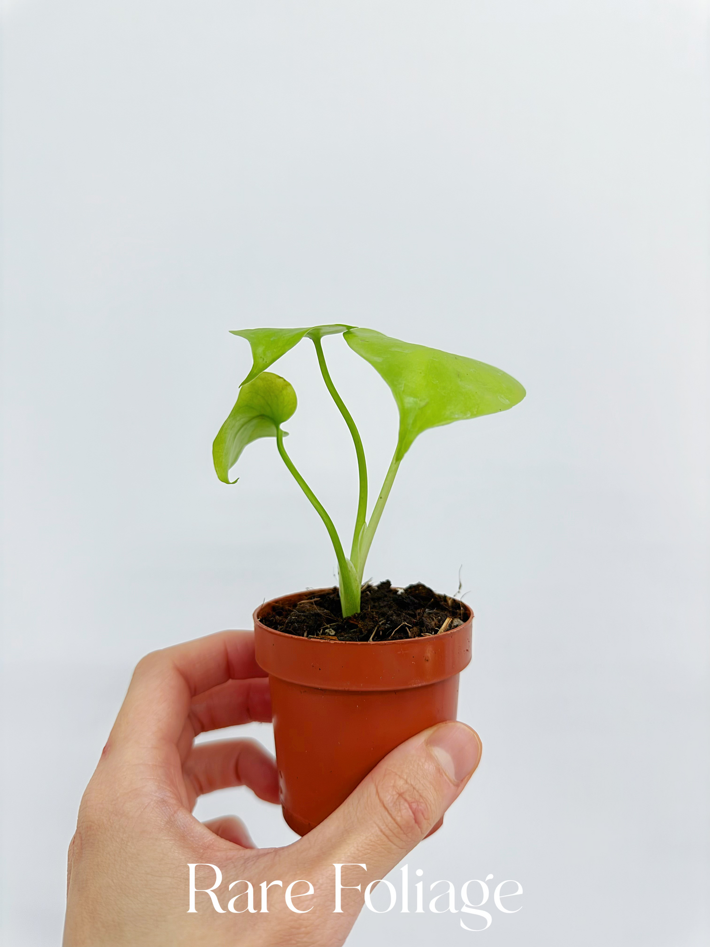 Monstera Lemon Lime 2”