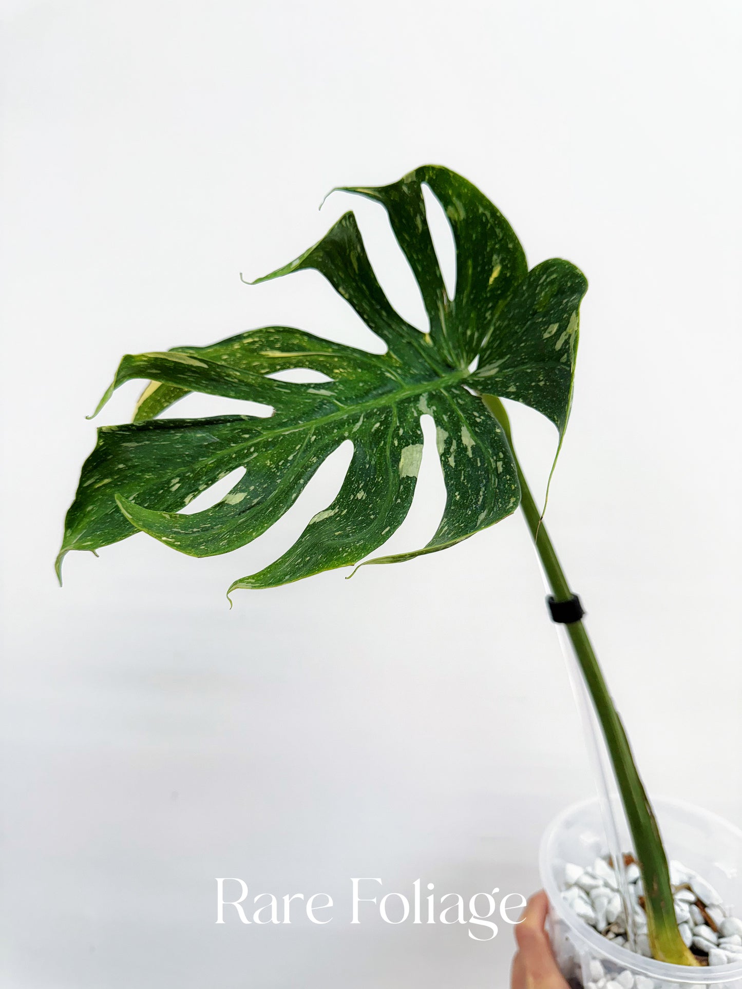 Monstera Deliciosa Medusa 4” Rooted Cuttings