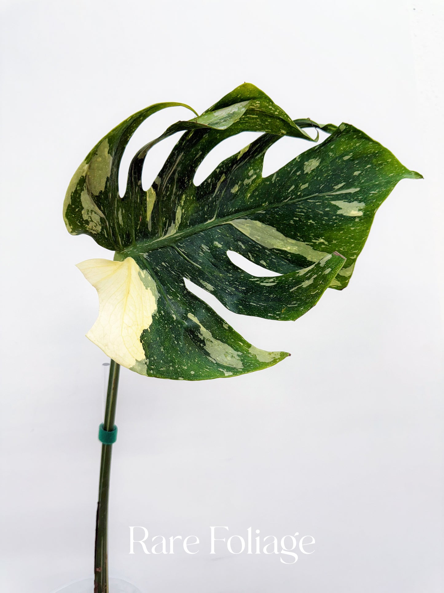 Monstera Deliciosa Medusa 4” Rooted Cuttings