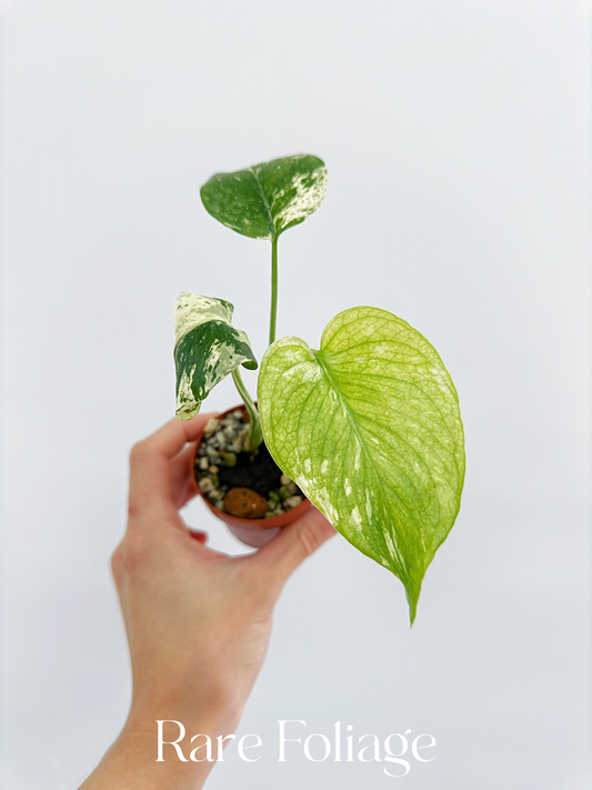 Monstera Mint Large Form (White Monster) 2”