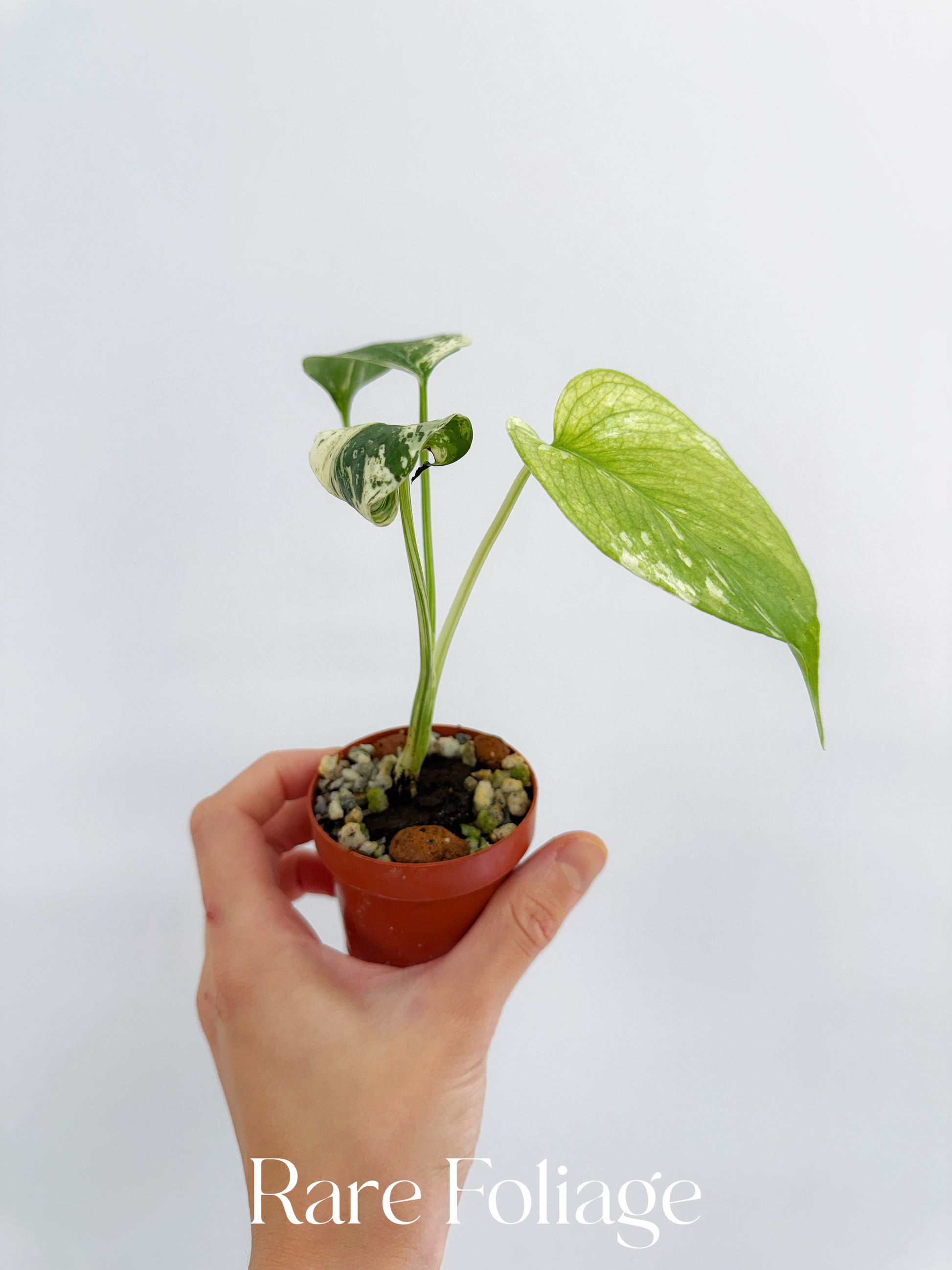 monstera mint large form Monstera Mint Large Form (White Monster) 2"