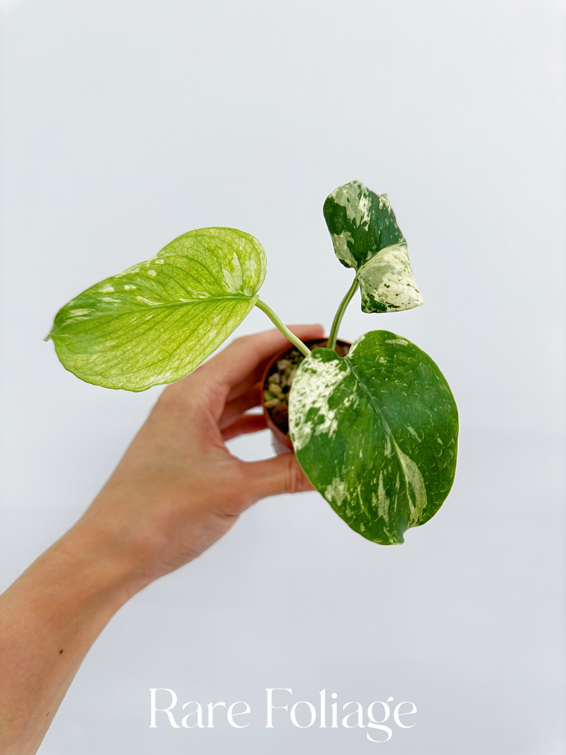 monstera thai mint Monstera Mint Large Form (White Monster) 2" – Rare Foliage Plant Co