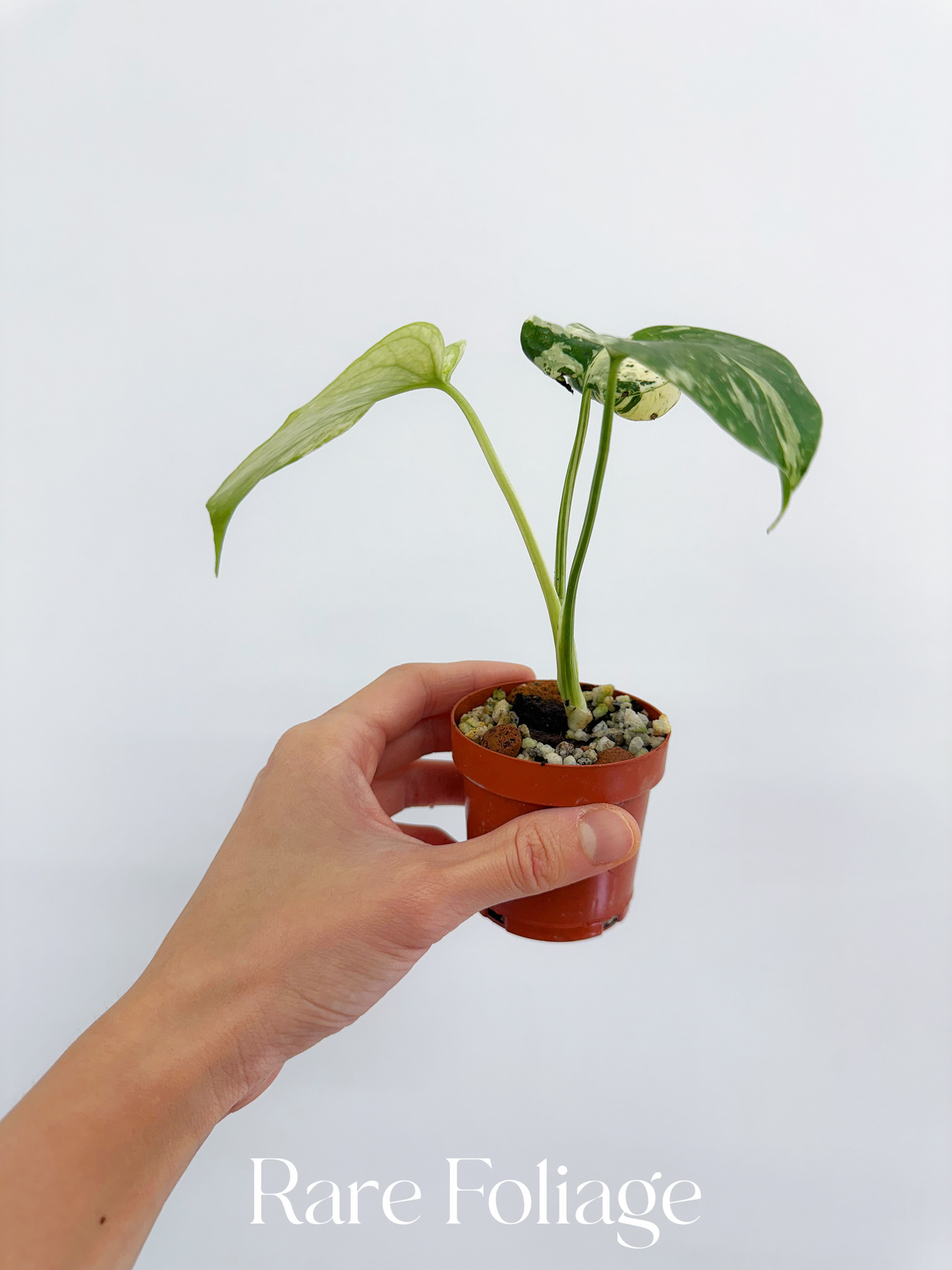 Monstera Mint Large Form (White Monster) 2”